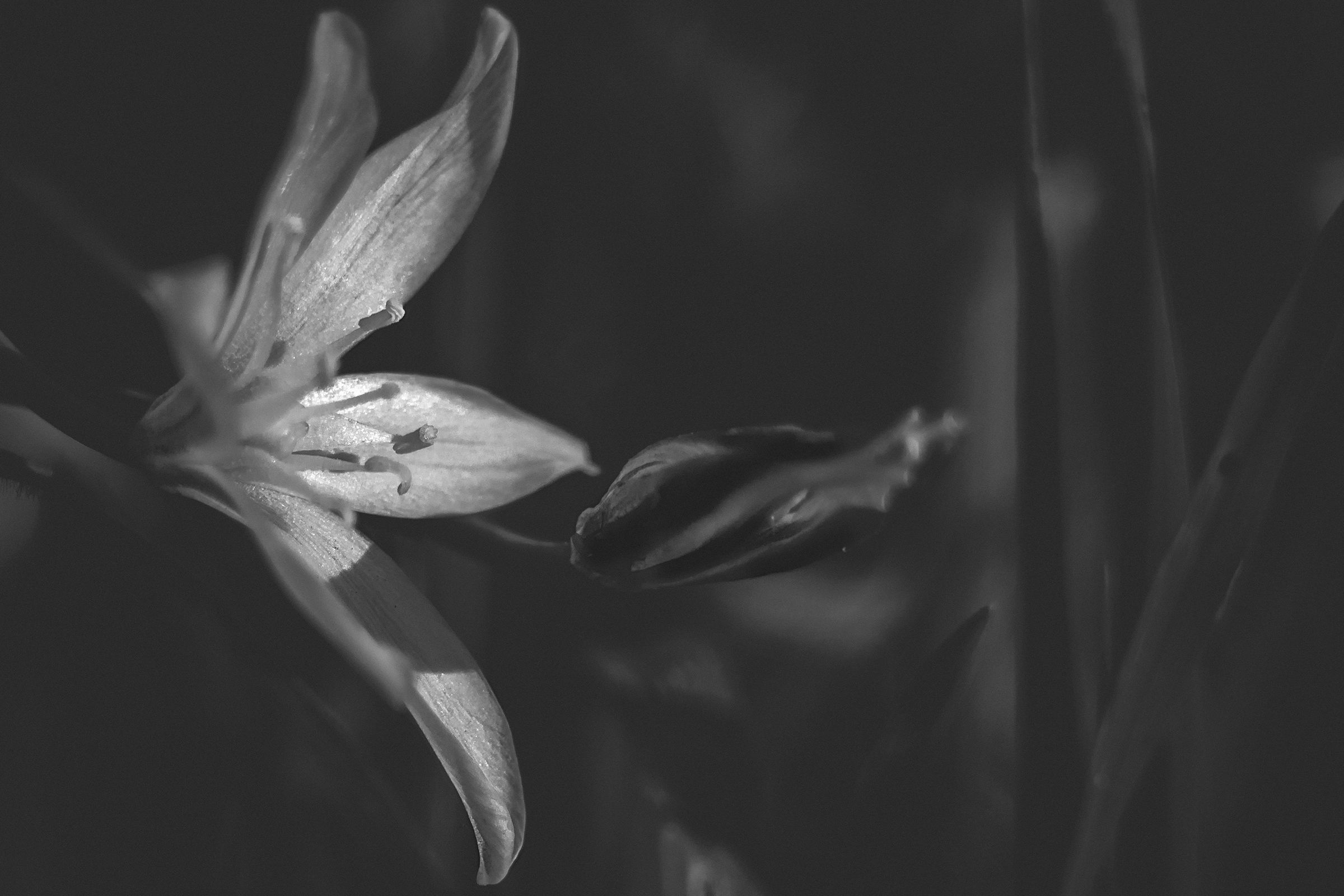 In the undergrowth flowers bloom BN