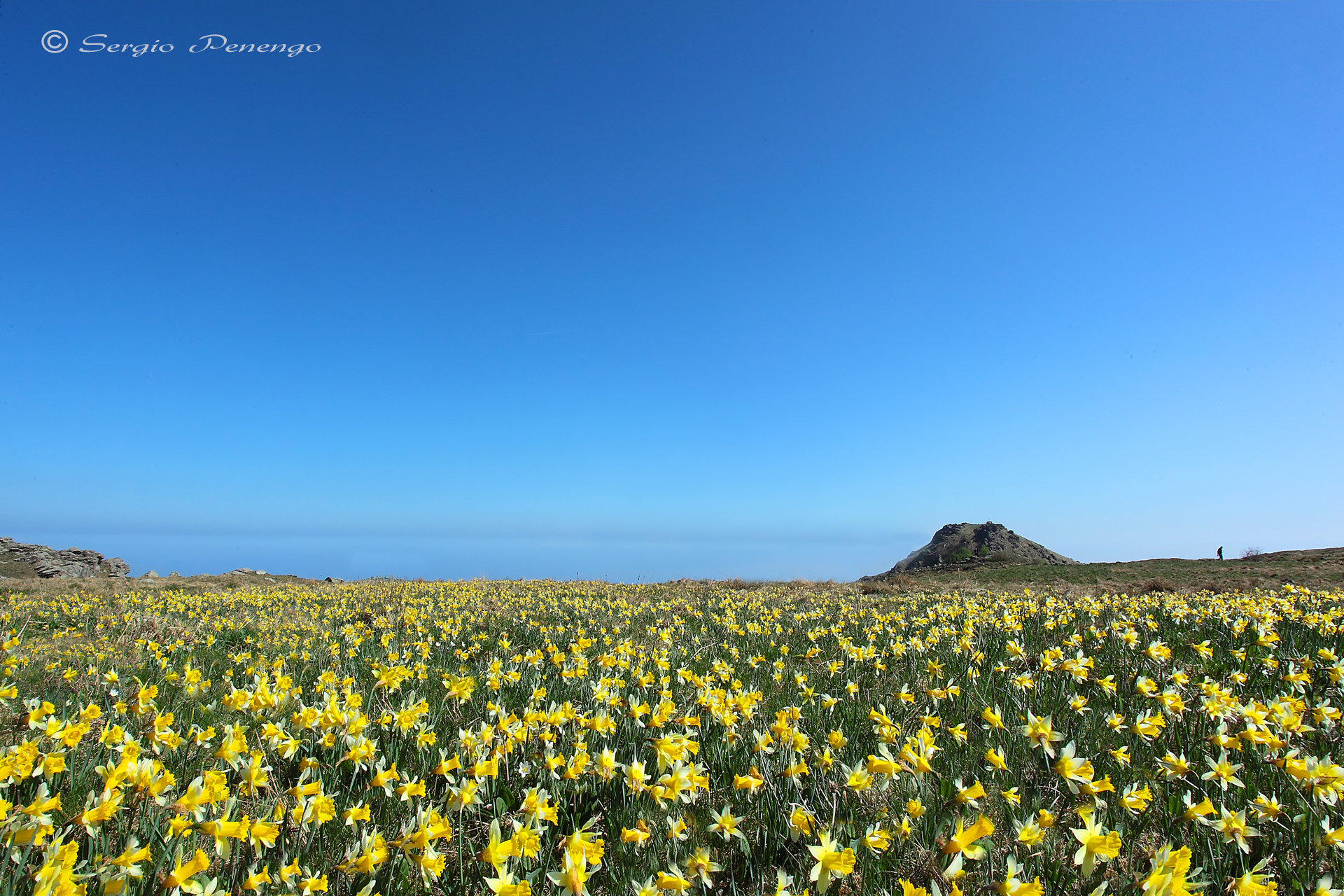 Blossoming of Daffodils