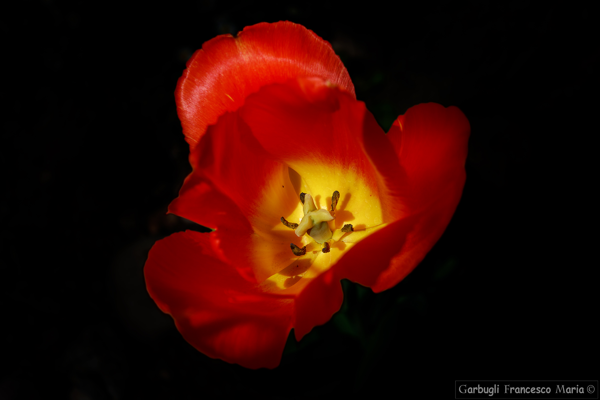 Analisi ad un Tulipano