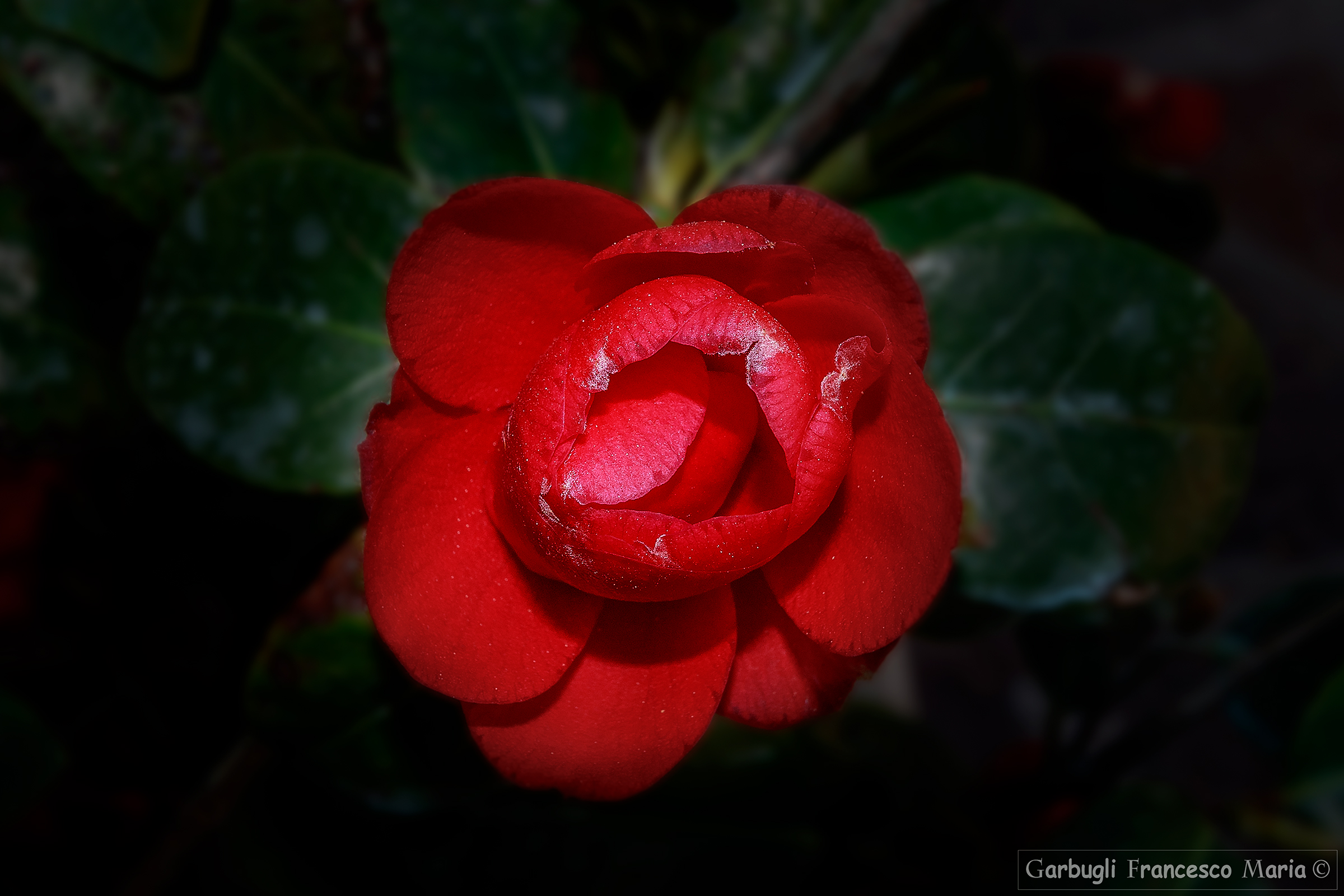 Rosso Camelia
