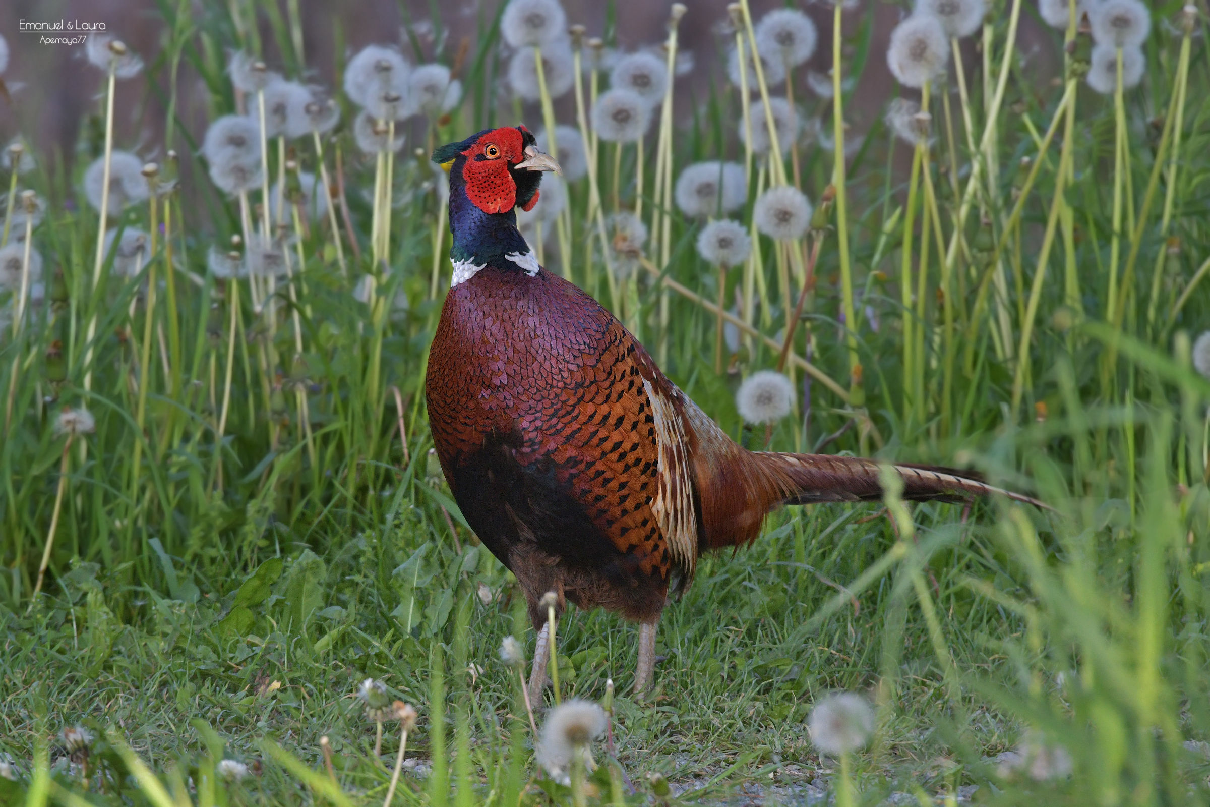 Male pheasant
