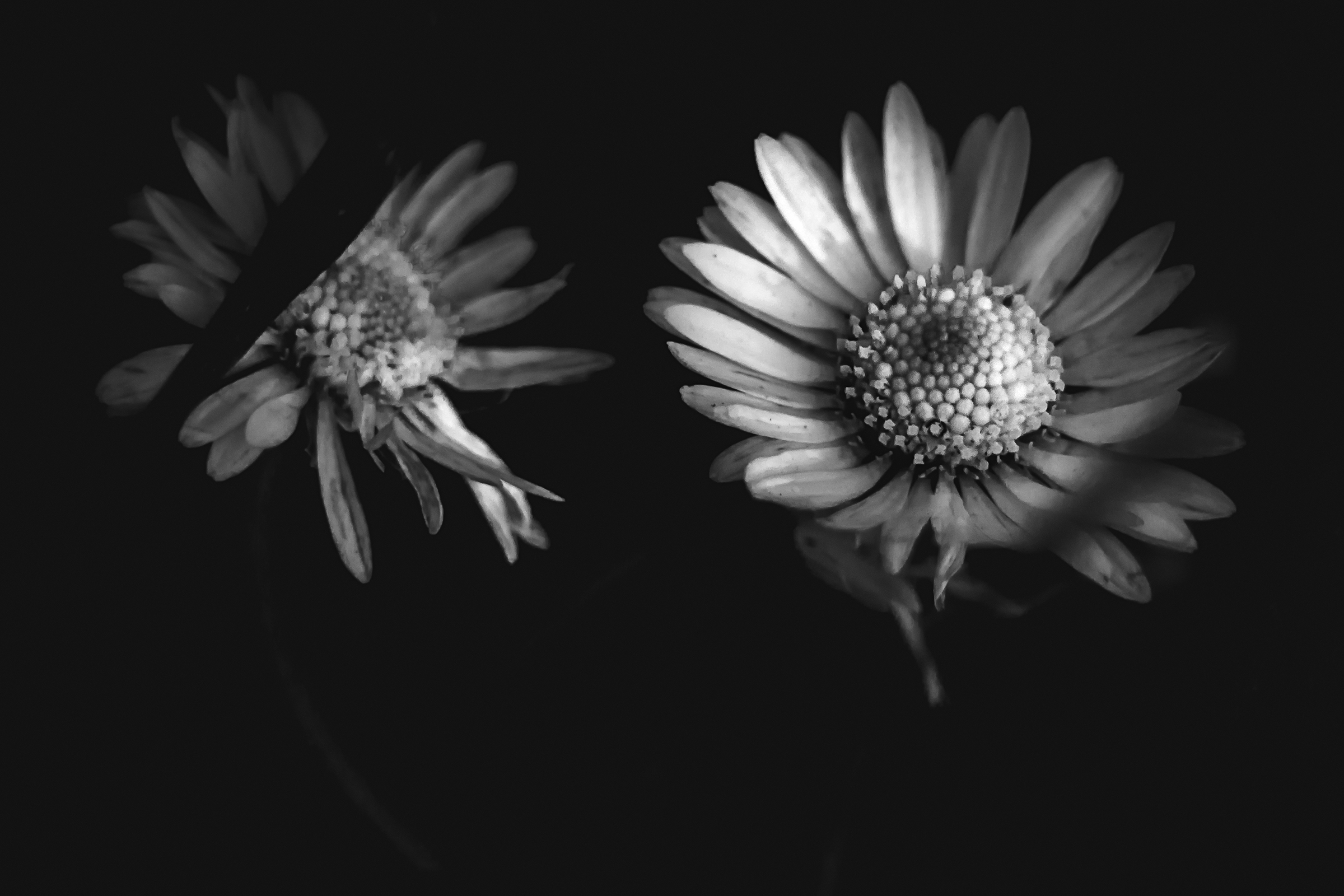 Daisies from the depths of the Bush