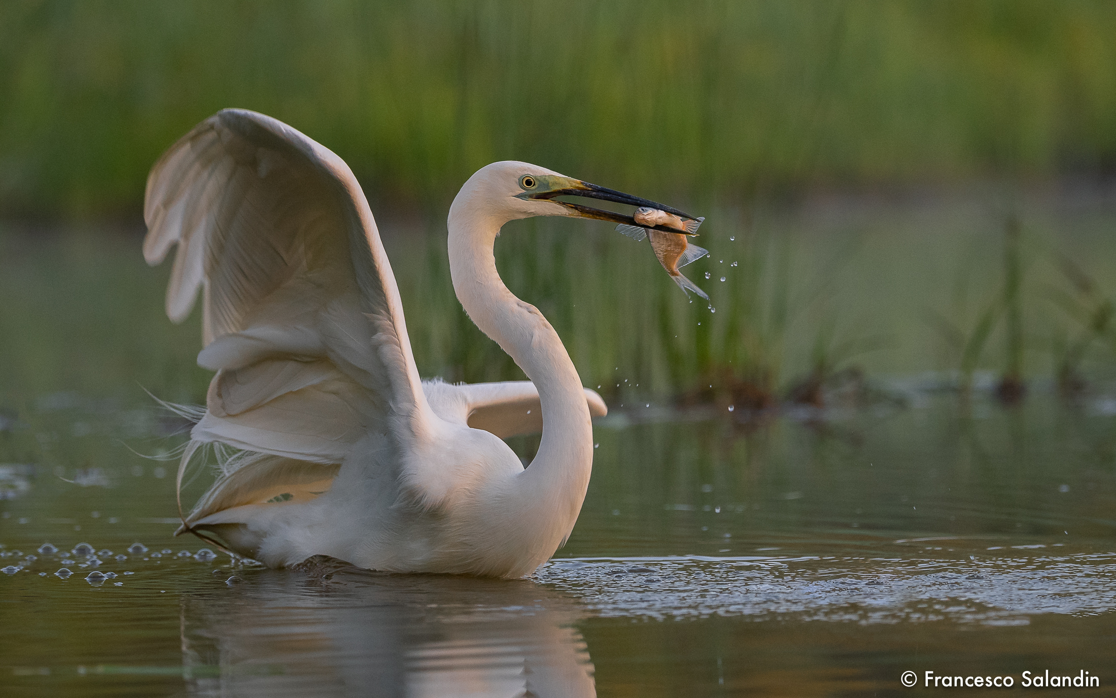 Great Egret (Breeding season)