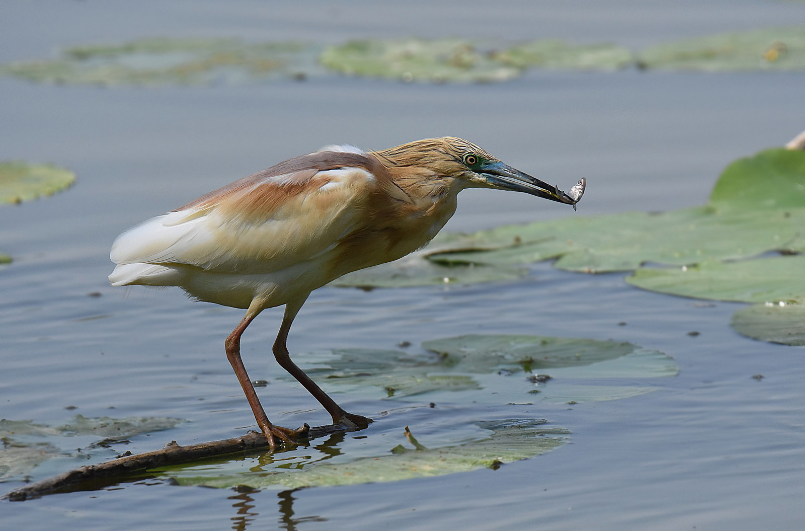 Sgarza dal ciuffetto