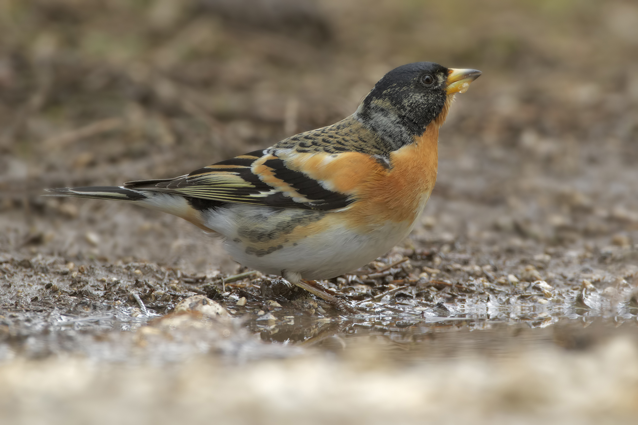 Brambling