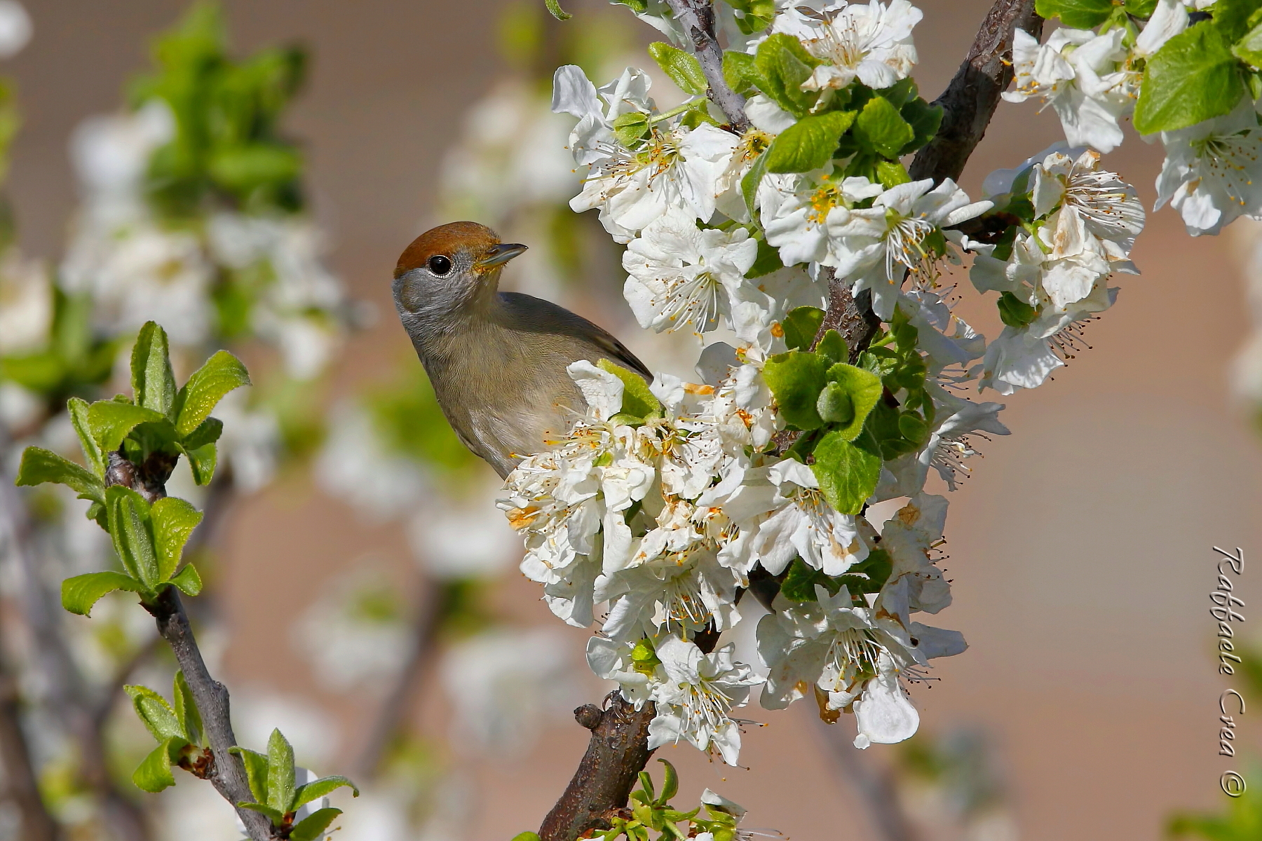 Female Blackcap