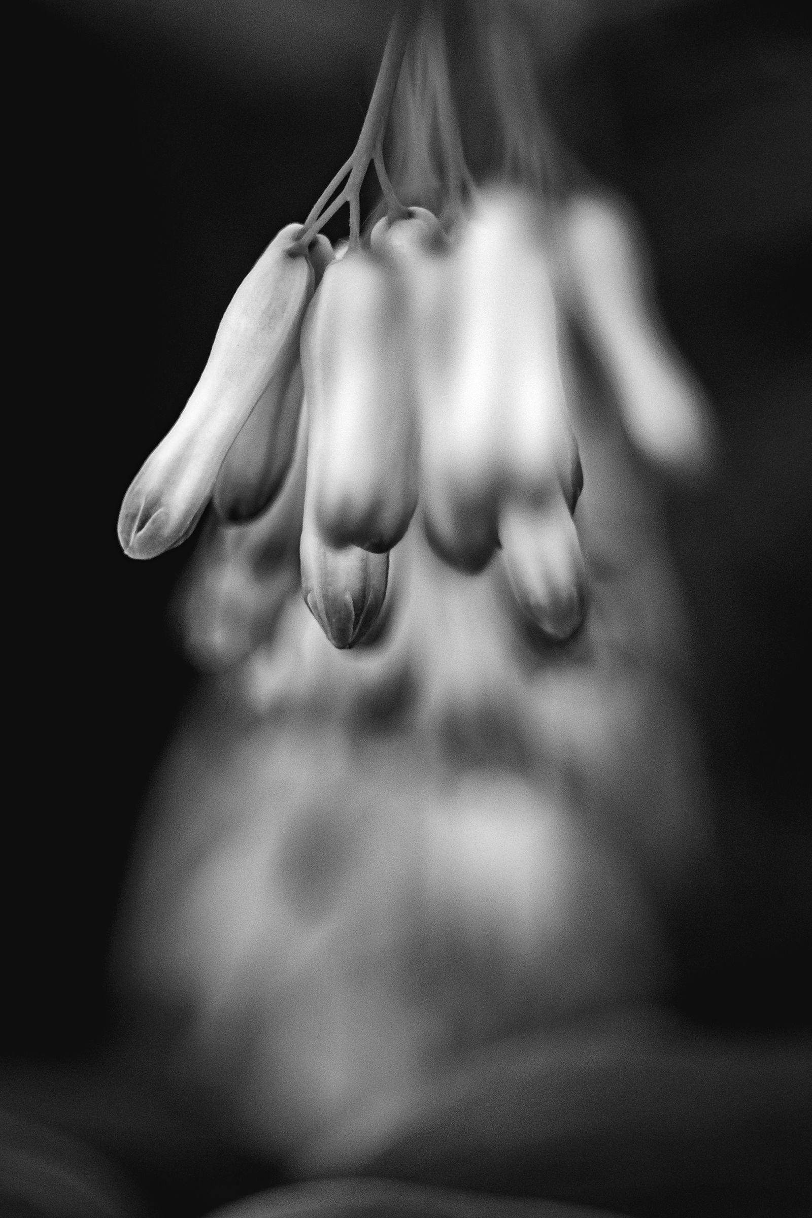 Blossoms, they are comin - BW