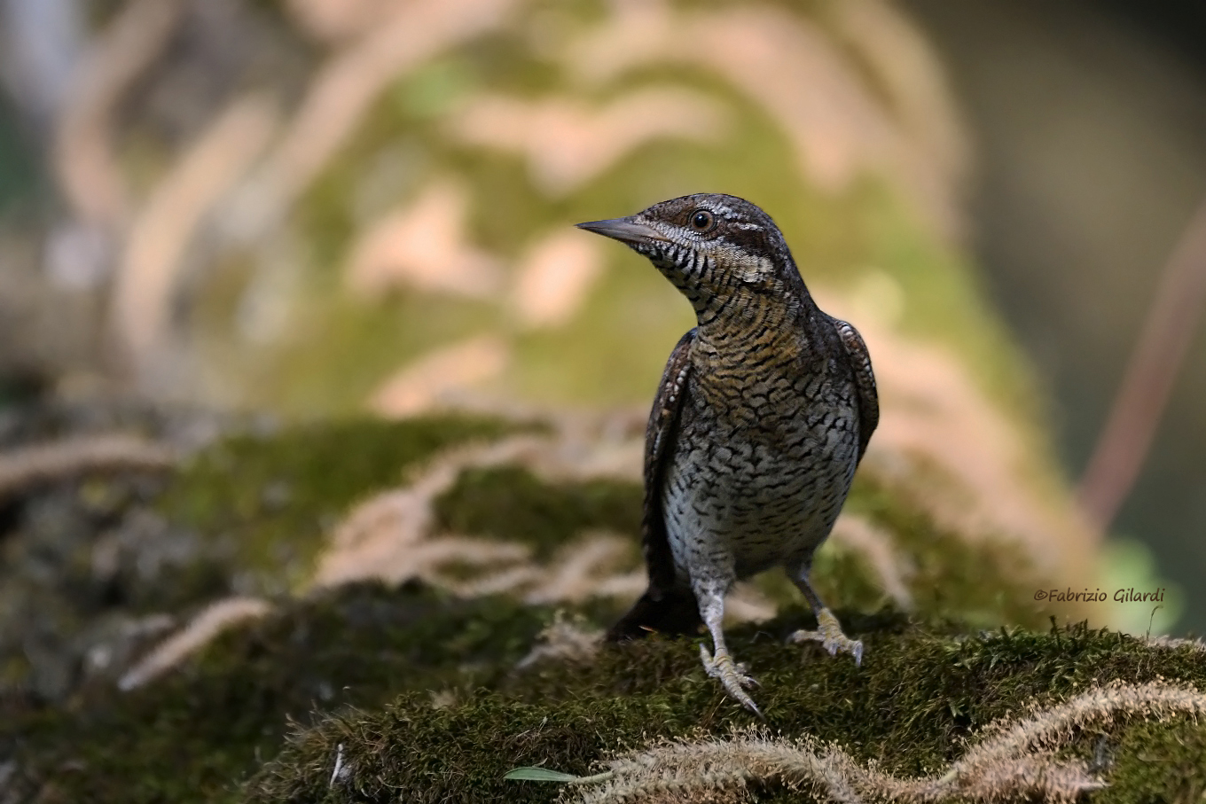 Jynx torquilla (torticollis)