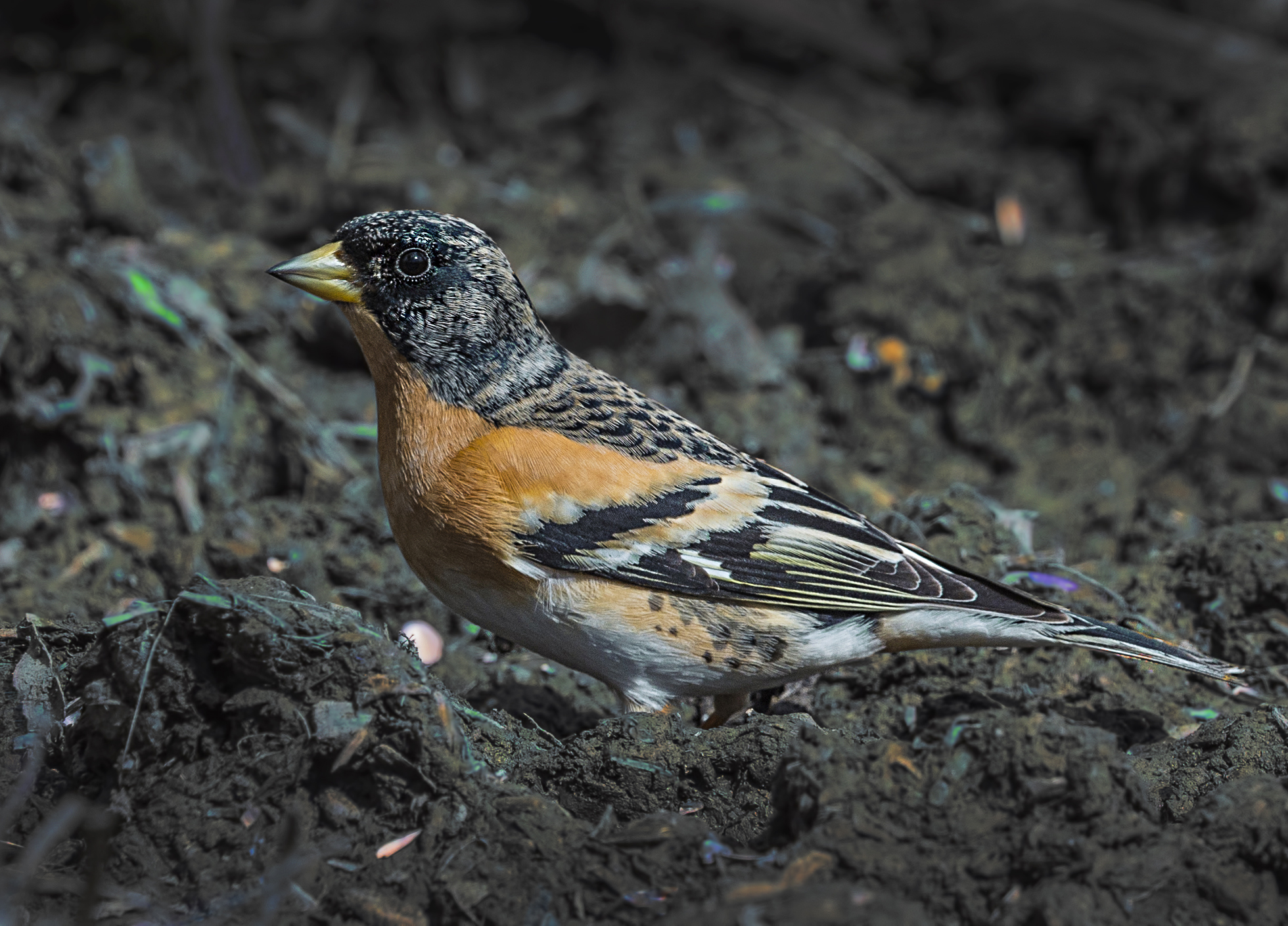 brambling