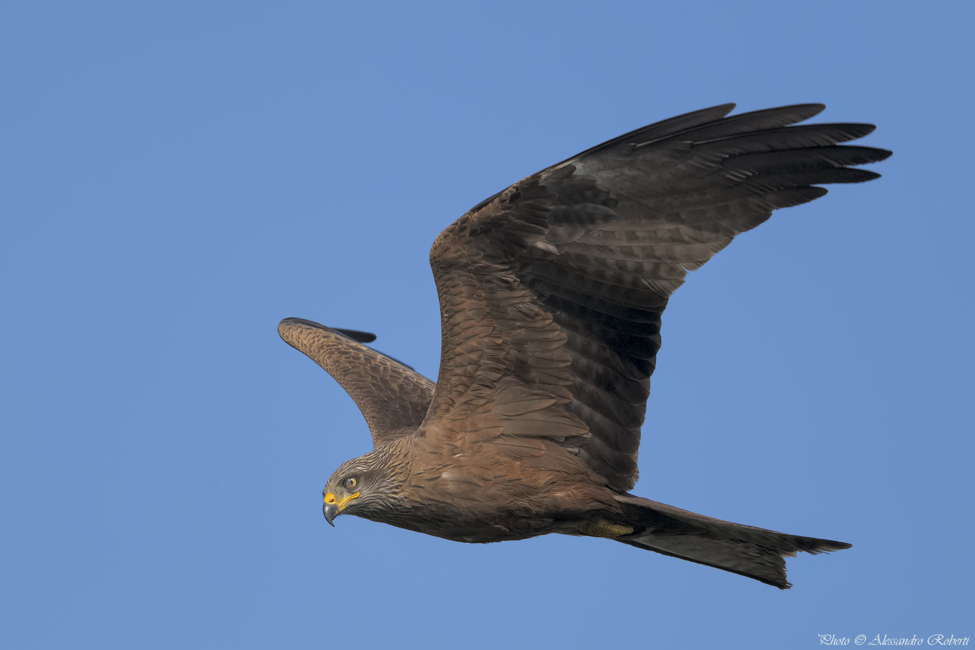 Black Kite