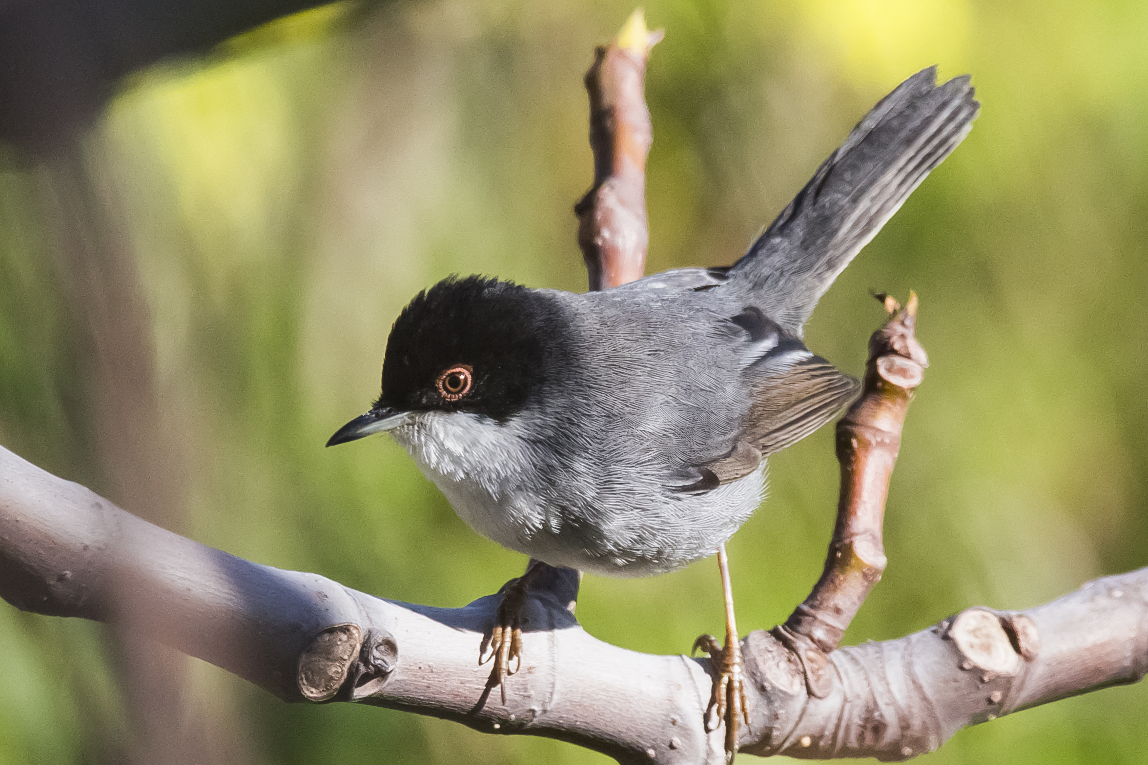 Sardinian Warbler