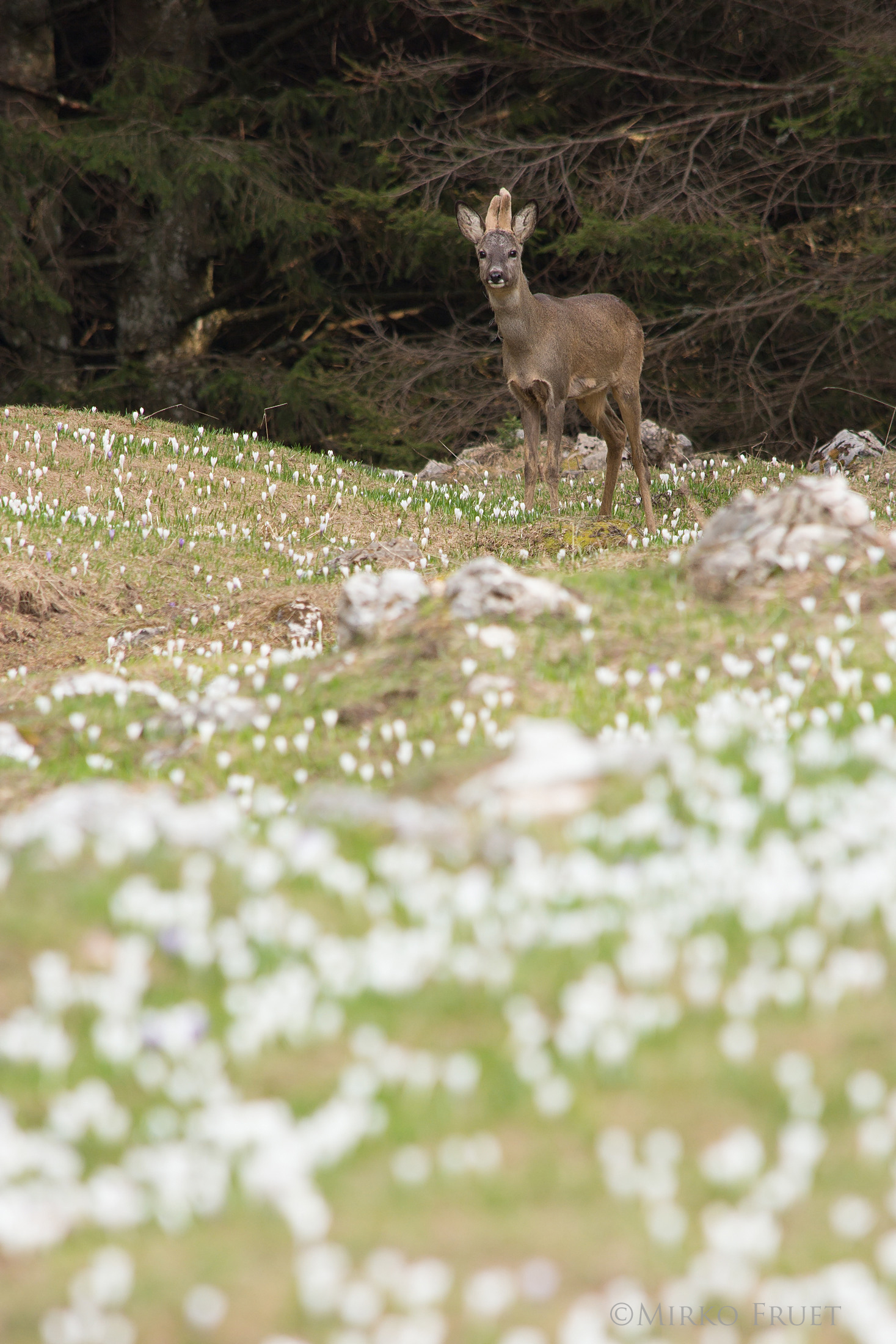 Capriolo tra i crochi