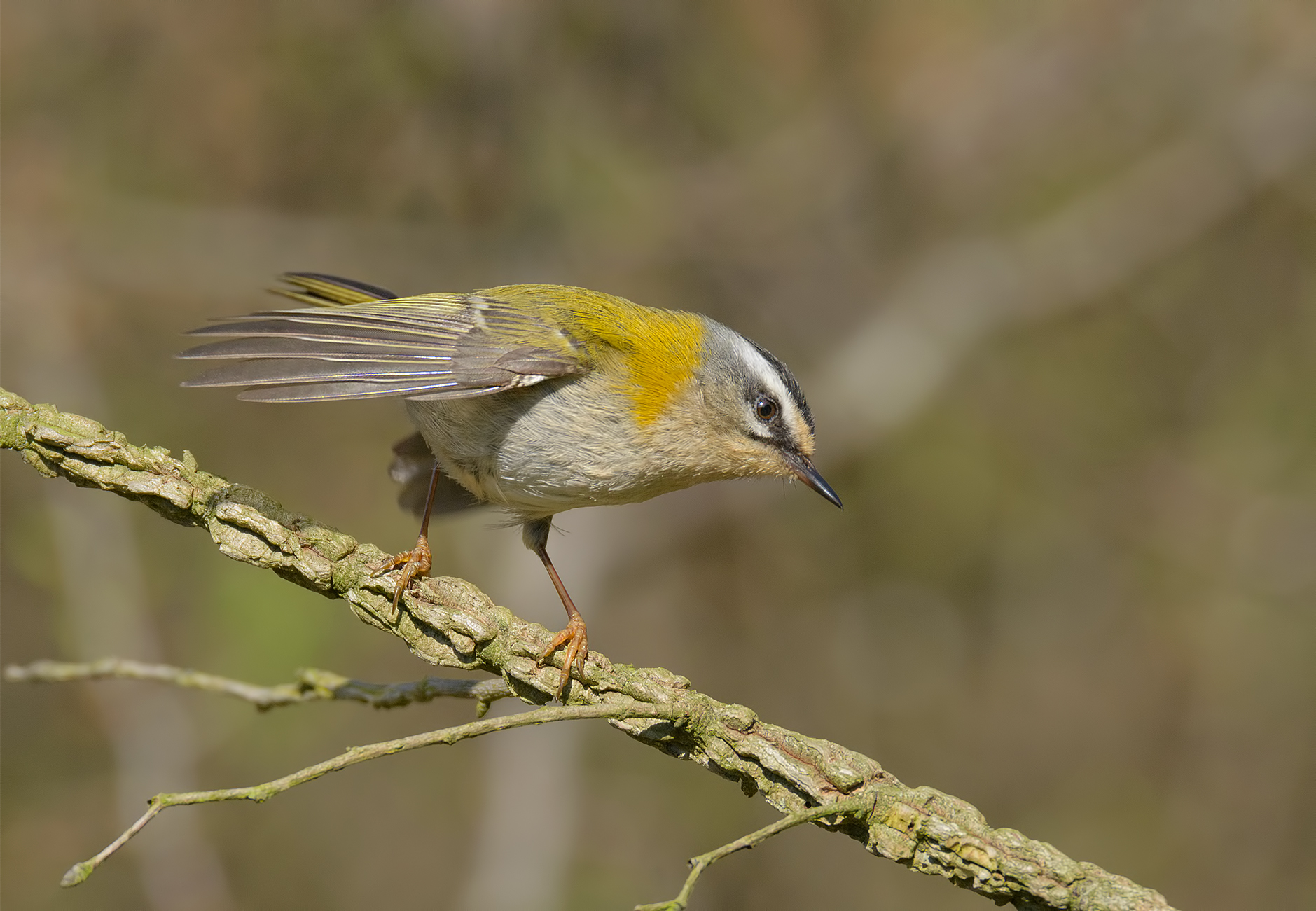 Firecrest