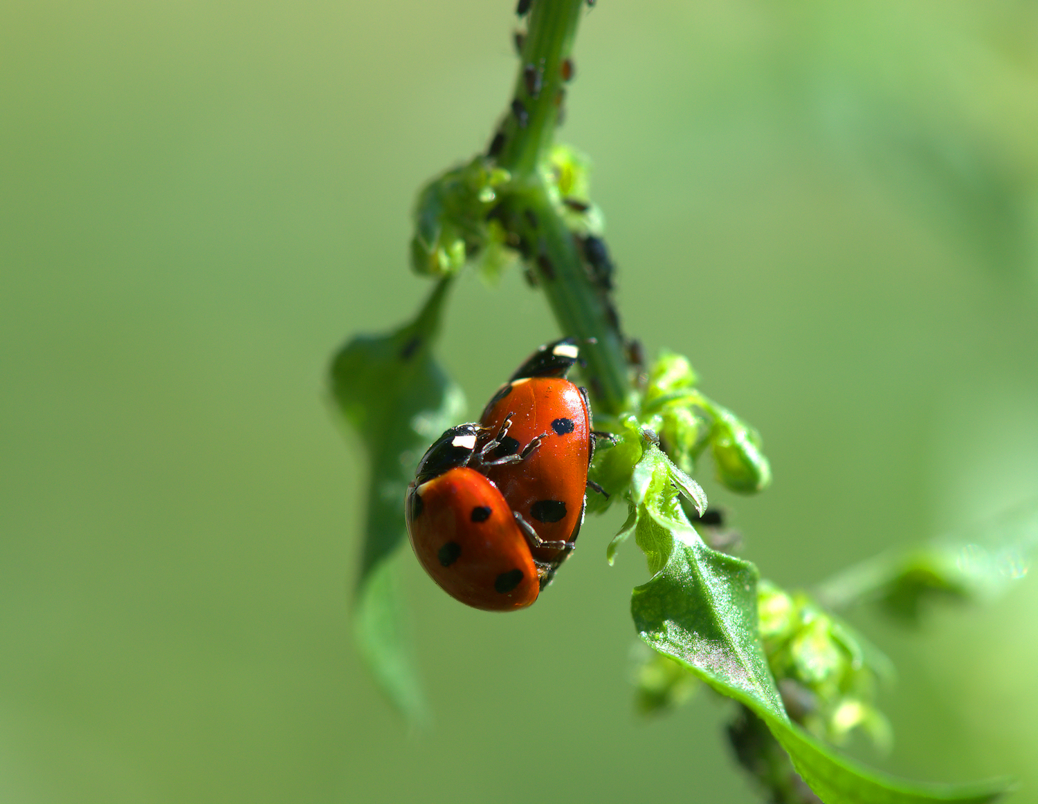 Ladybug