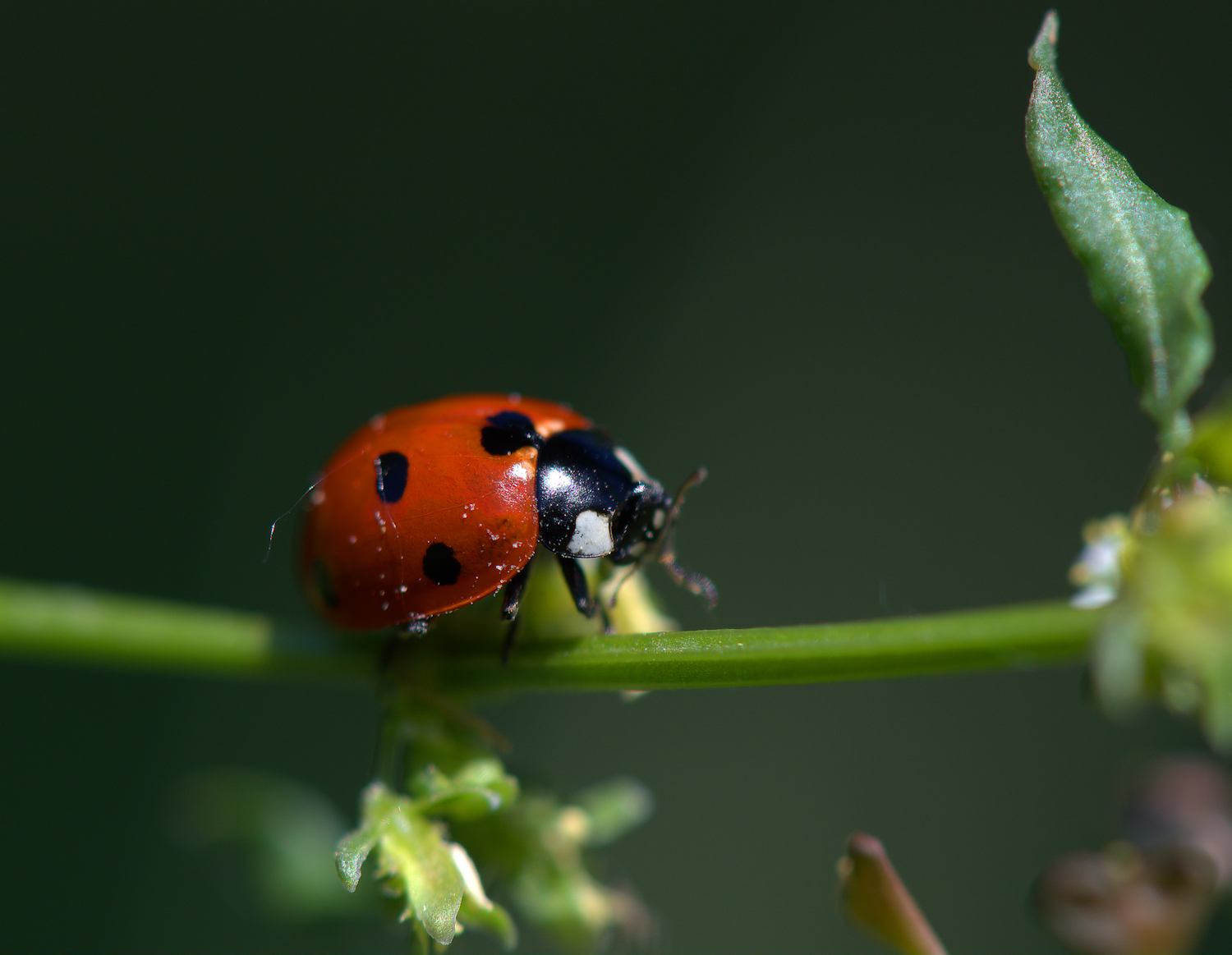 Ladybug