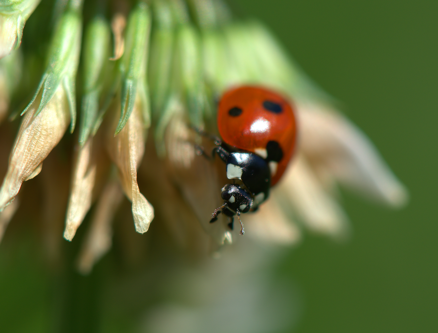 Ladybug