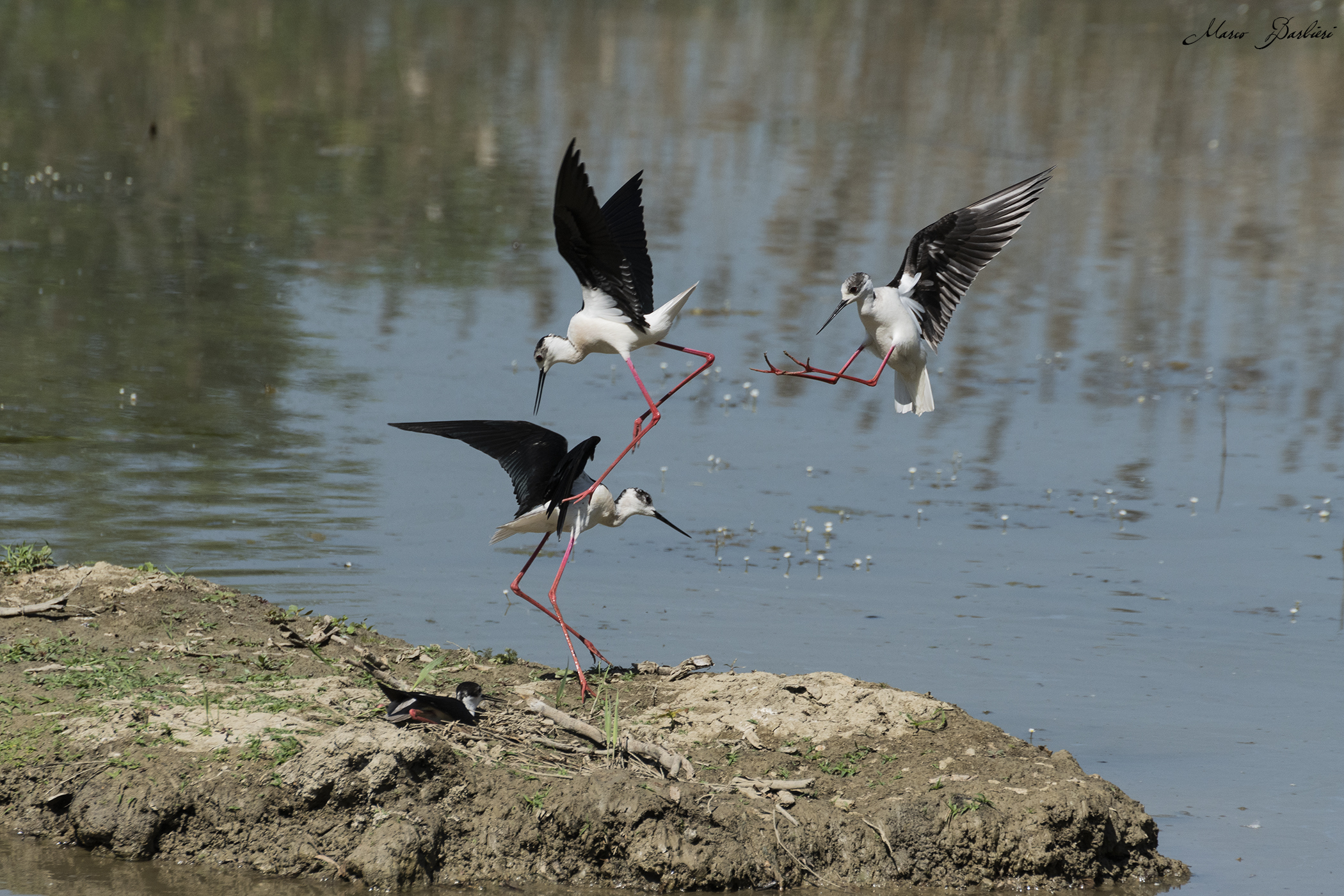 dispute territoriali