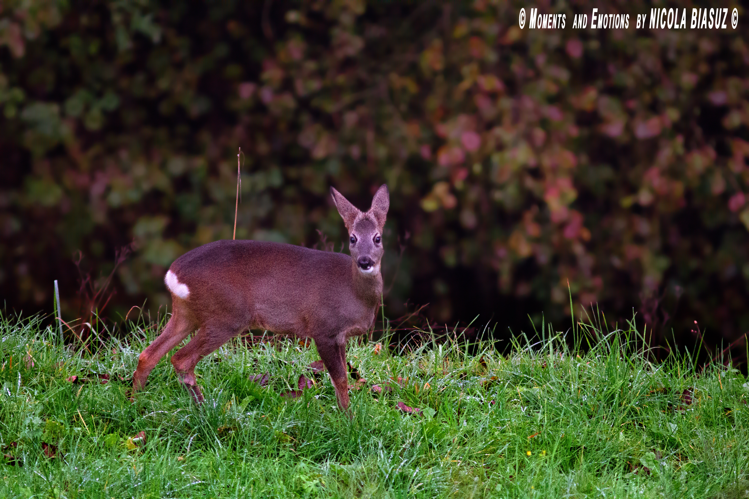 A somersault nice wake up!