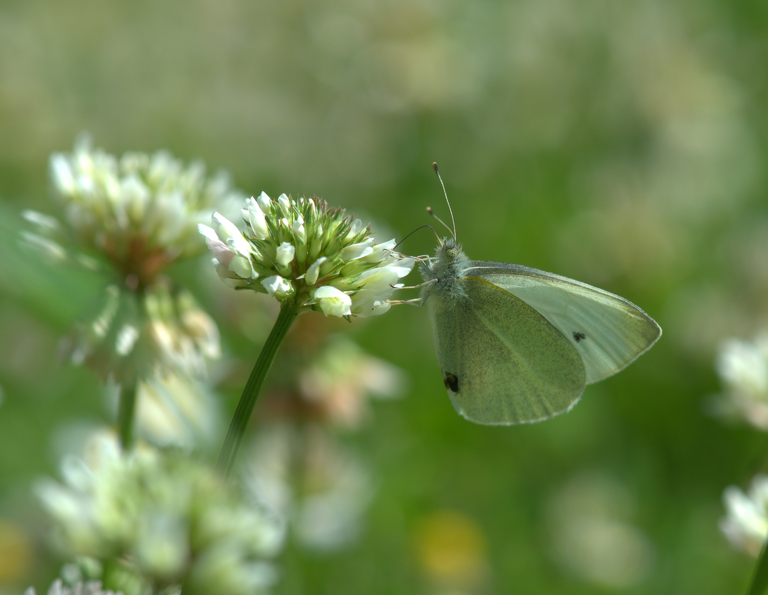 Large white