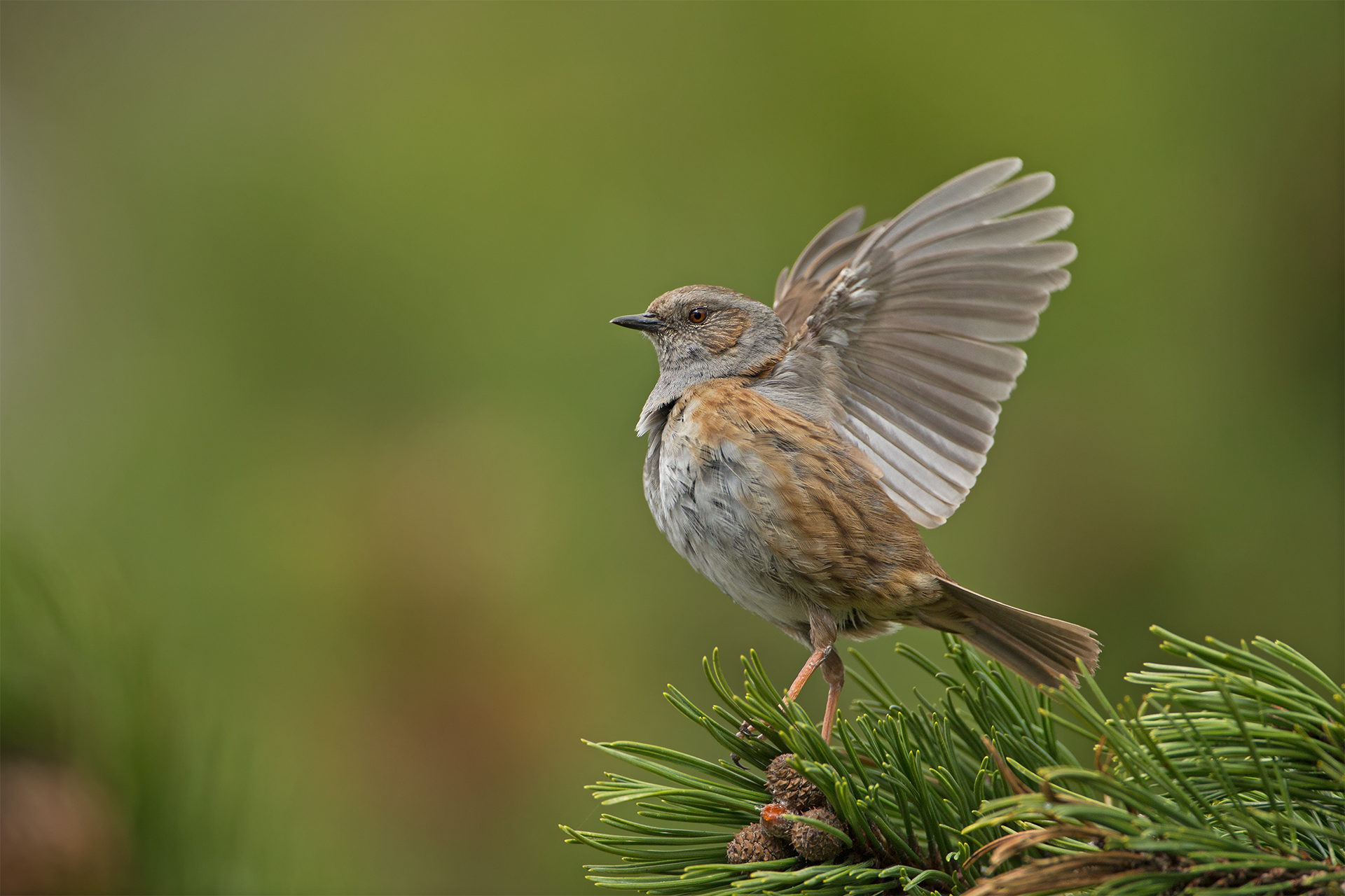 Prunella modularis (Dunnock)