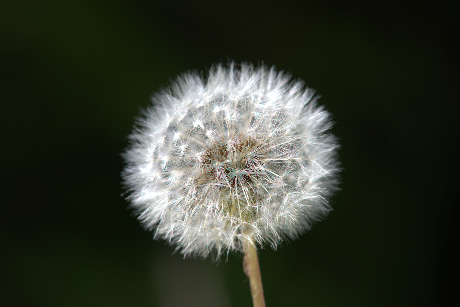 Dandelion