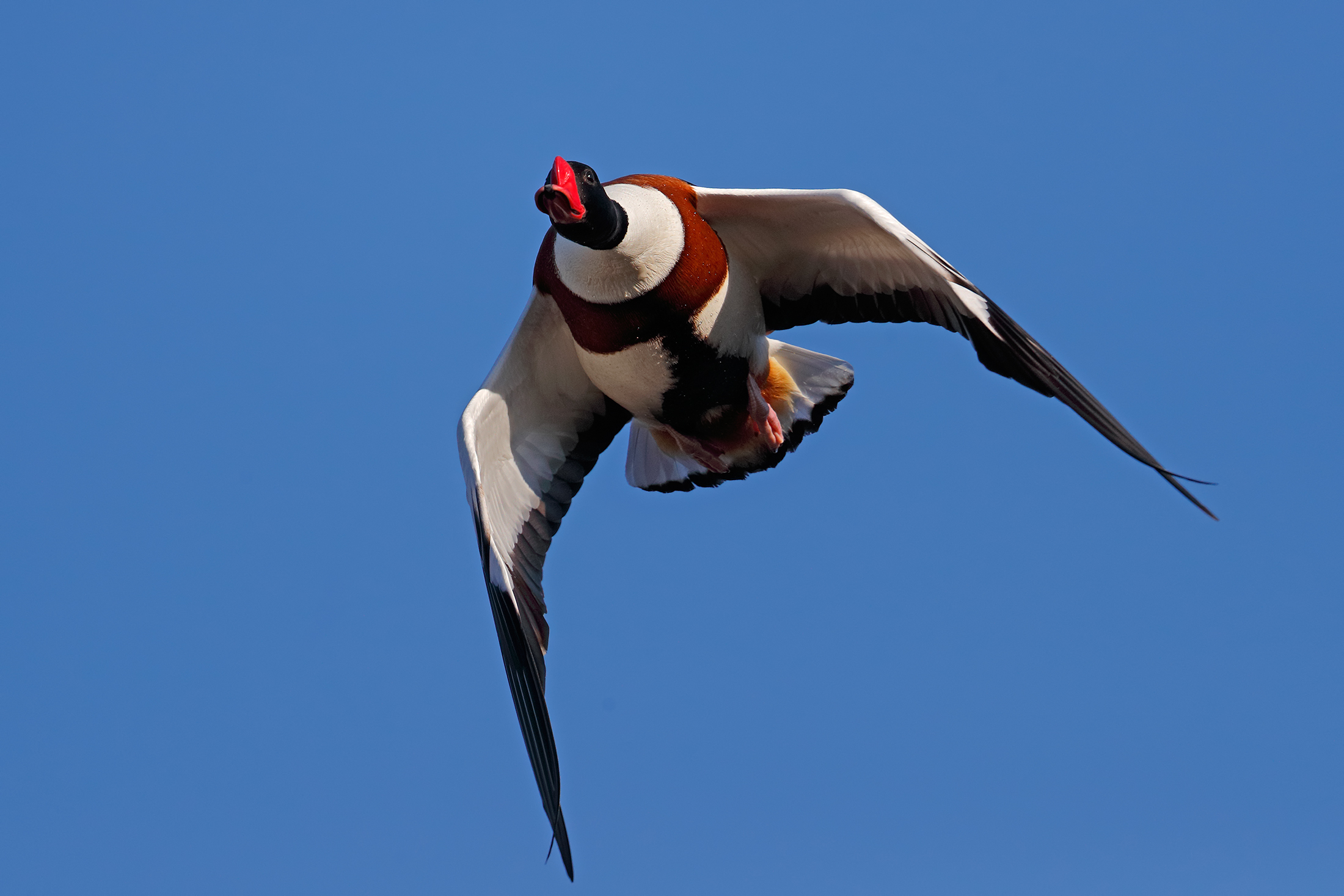 Vis a vis con uno stranotipo - volpoca in volo