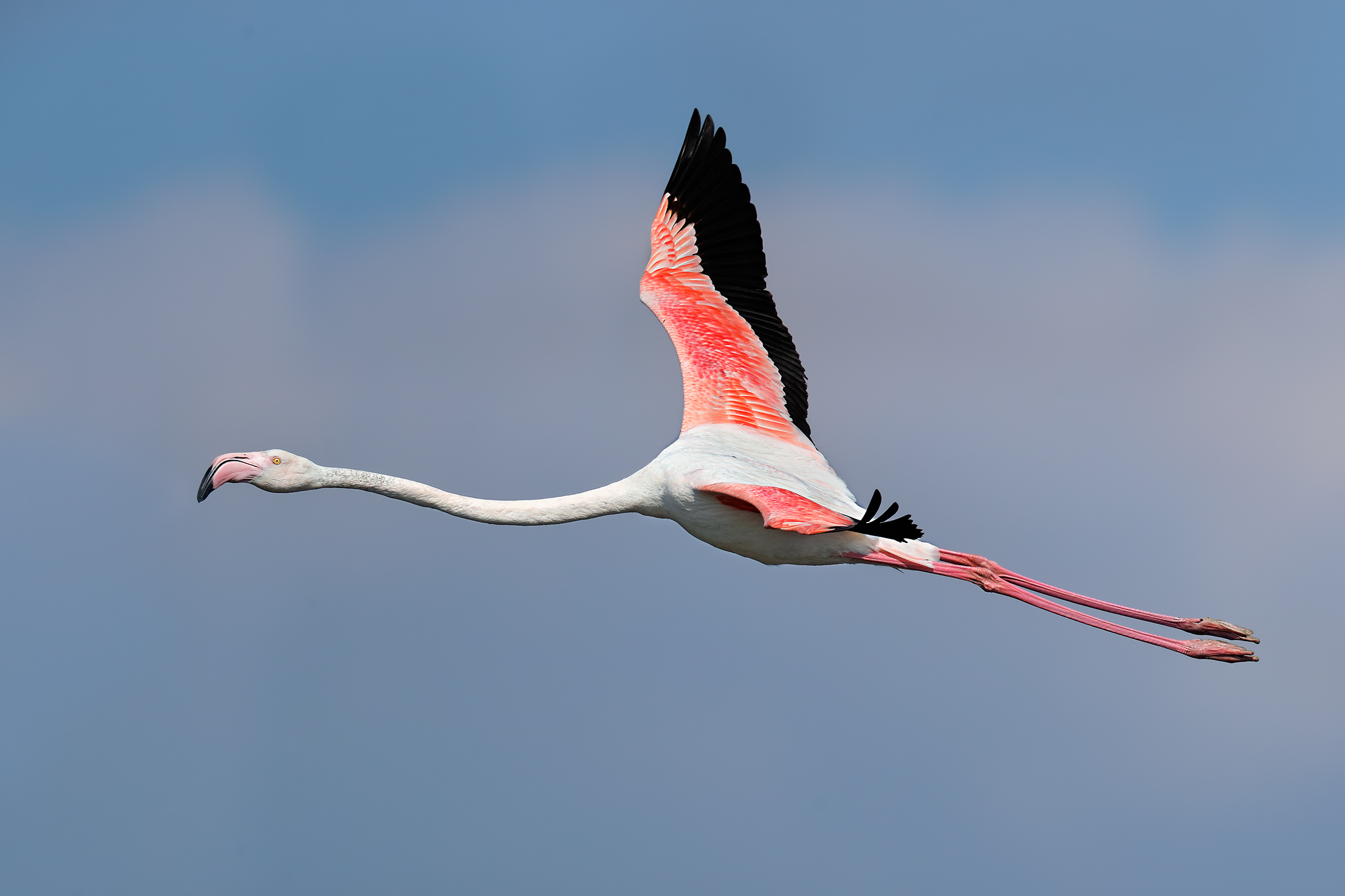 Fenicottero rosa