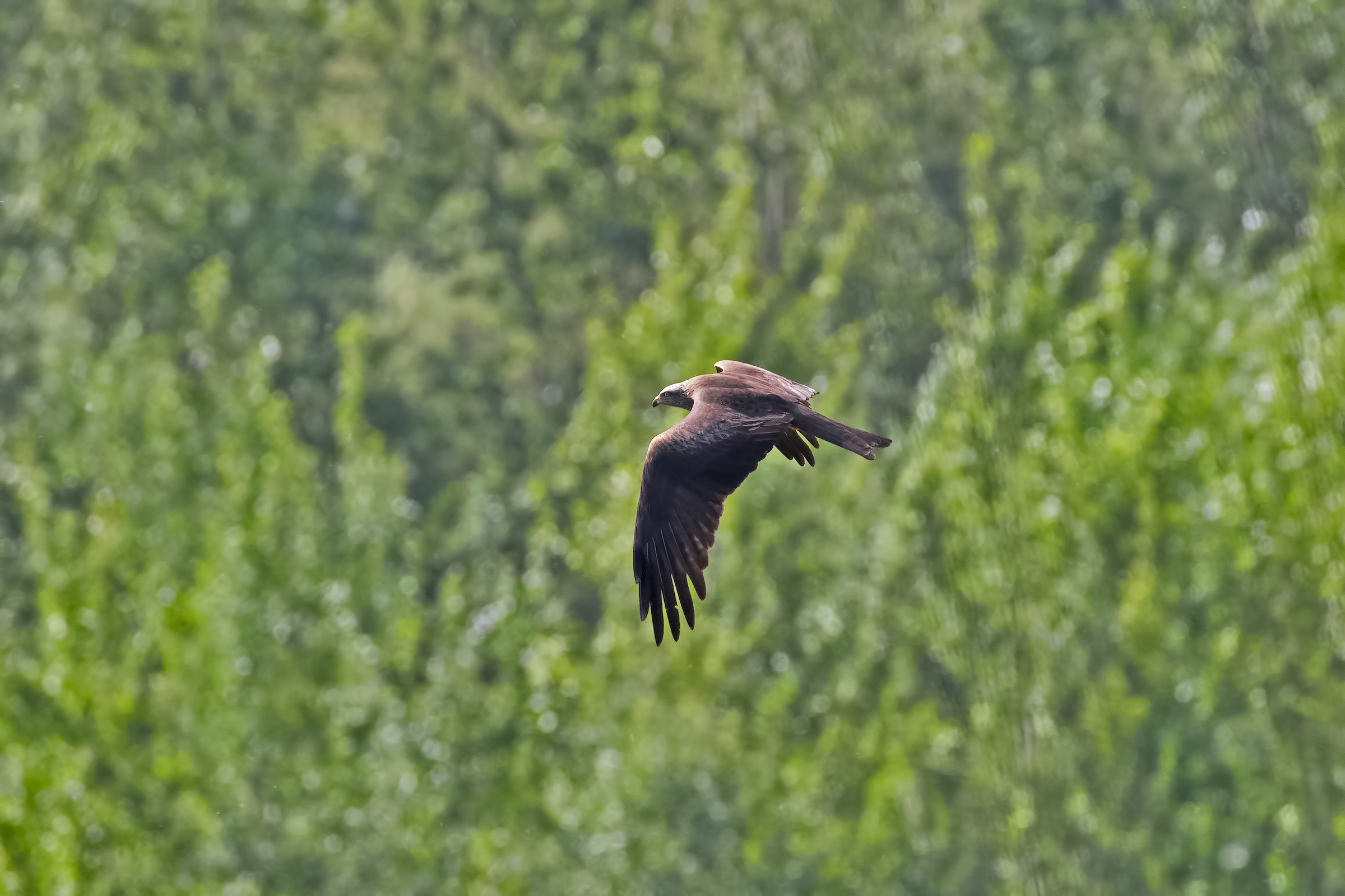 Black Kite