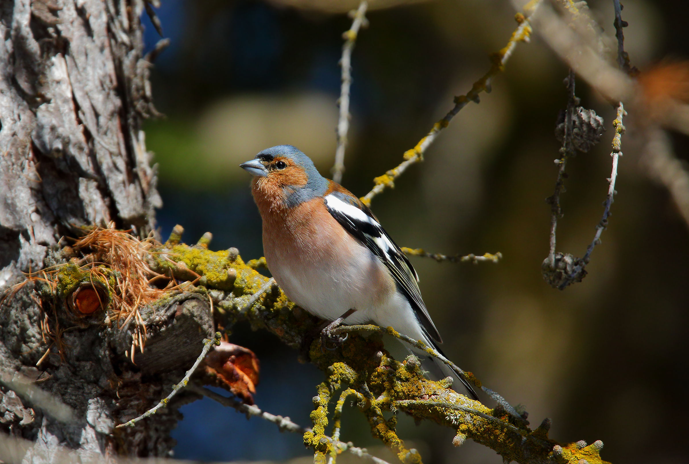 Alpine chaffinch