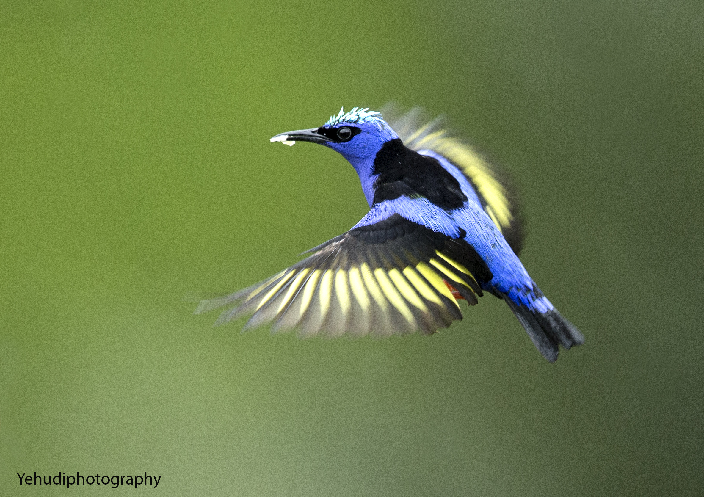 Honeycreeper fornito di gambe rosso