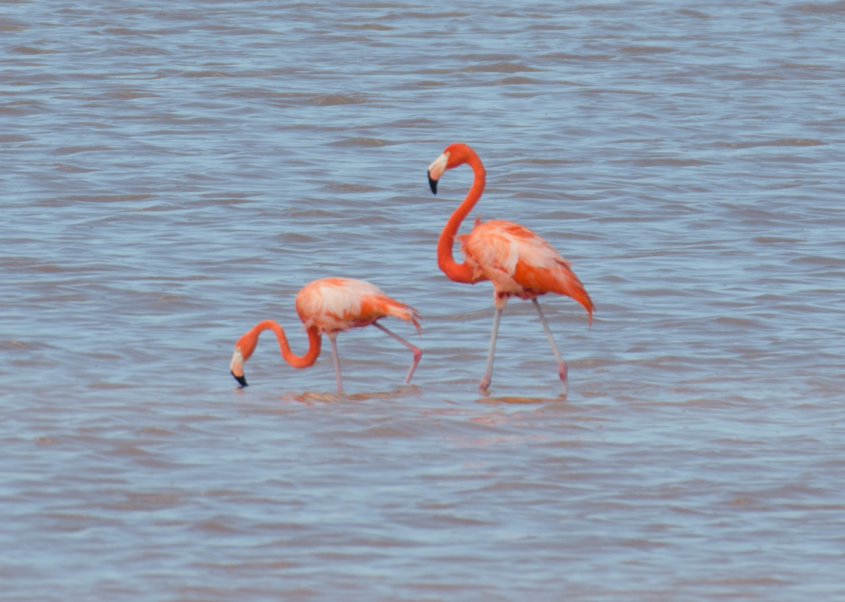 Flamingos 2