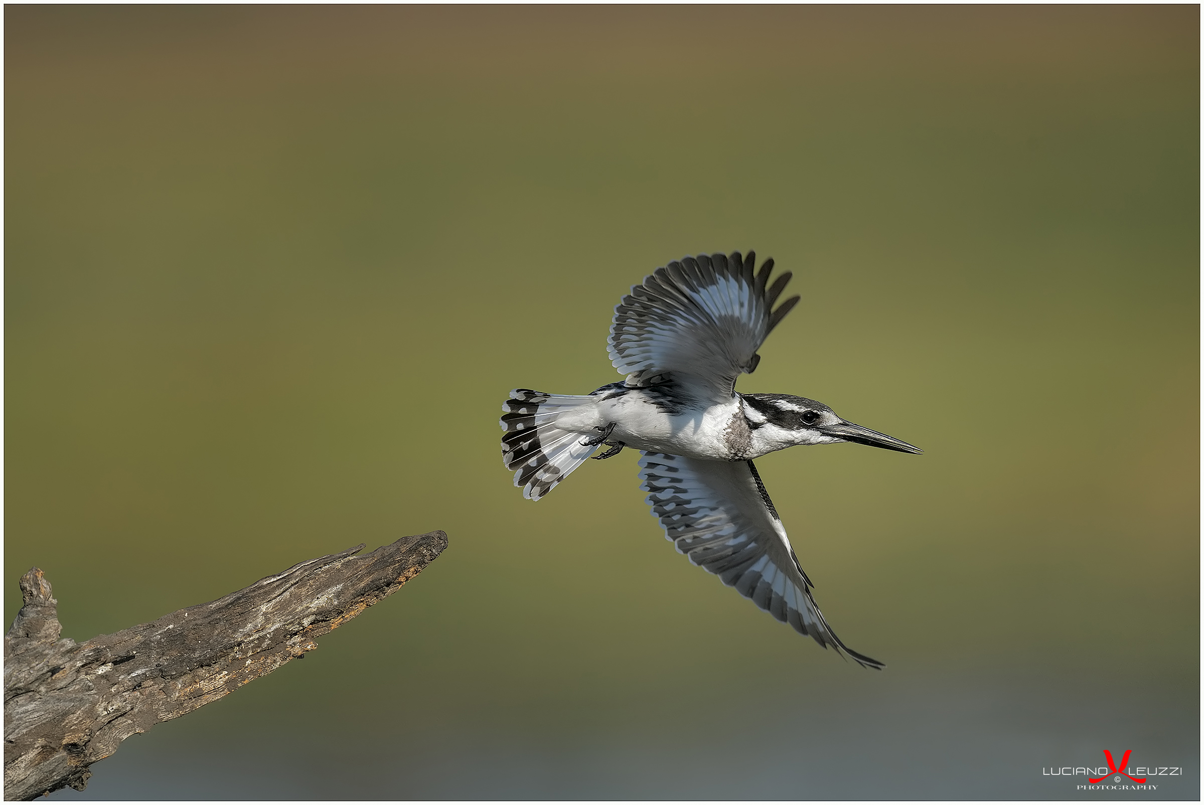 Volo B/N (ceryle rudis)