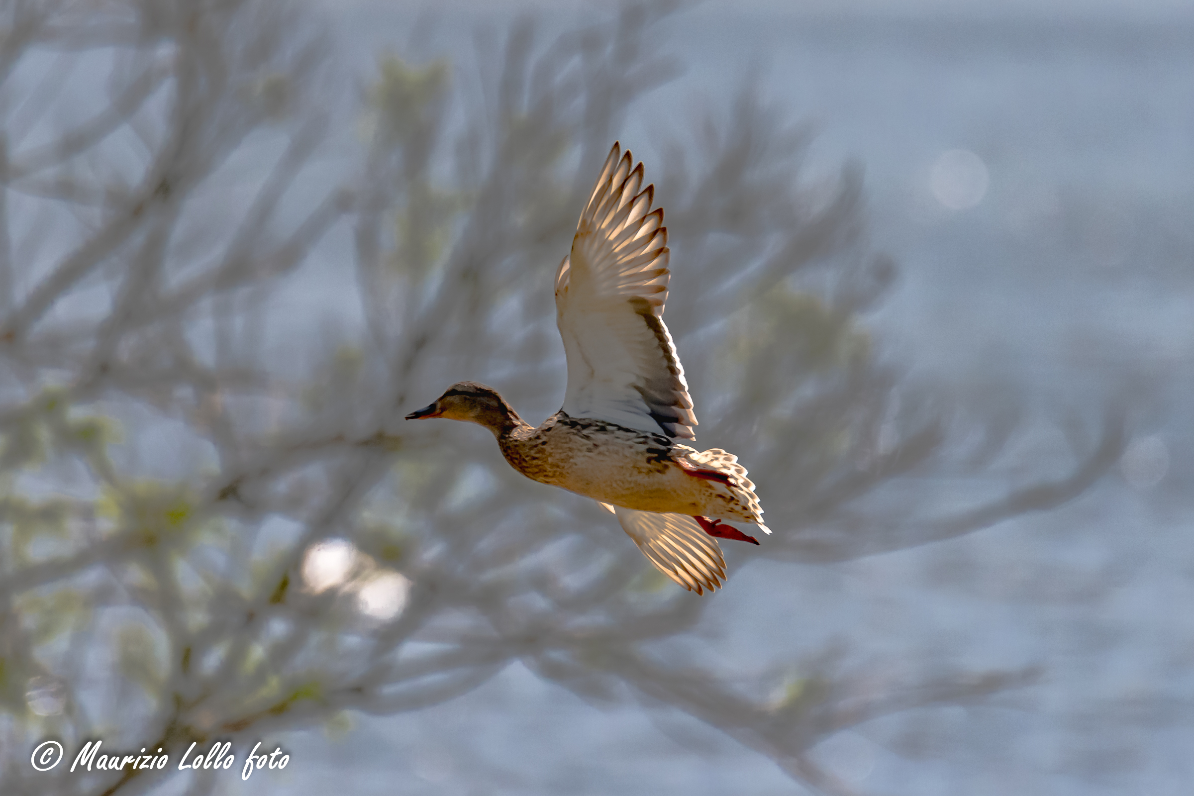 e via ... verso la luce