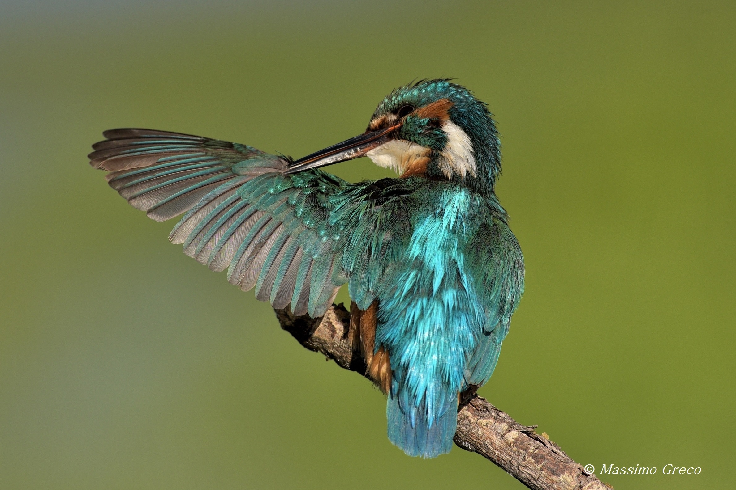 Pulizie mattutine - Martin pescatore