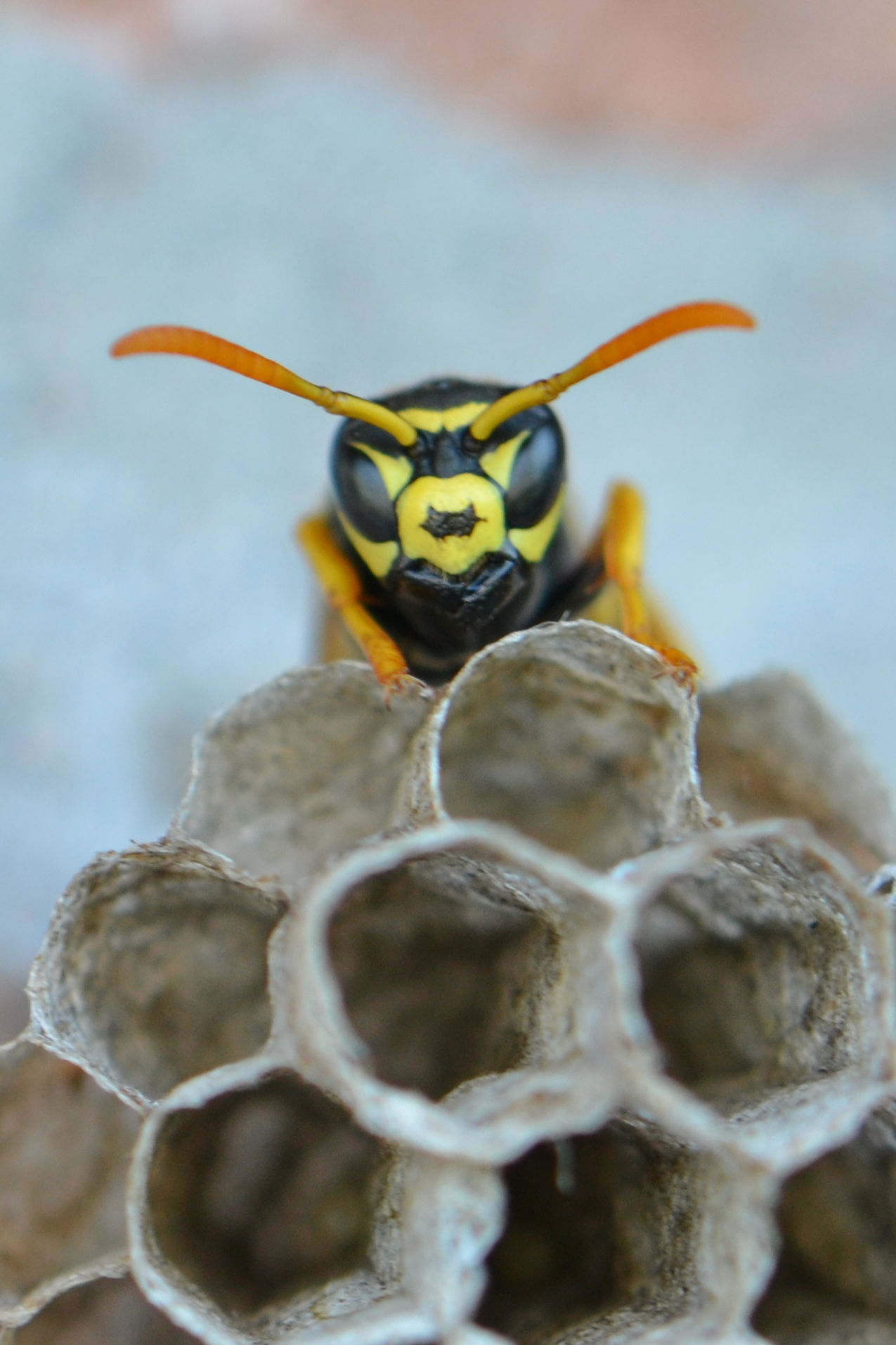 BEE WITH HOUSE
