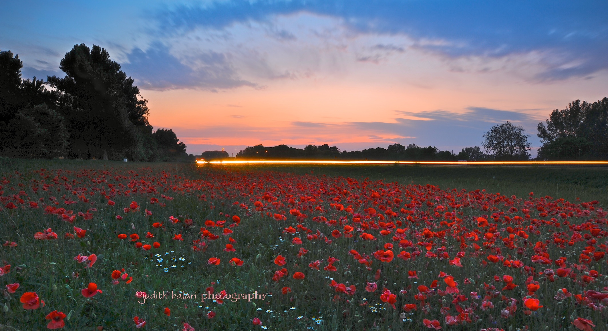 poppy field at twilight