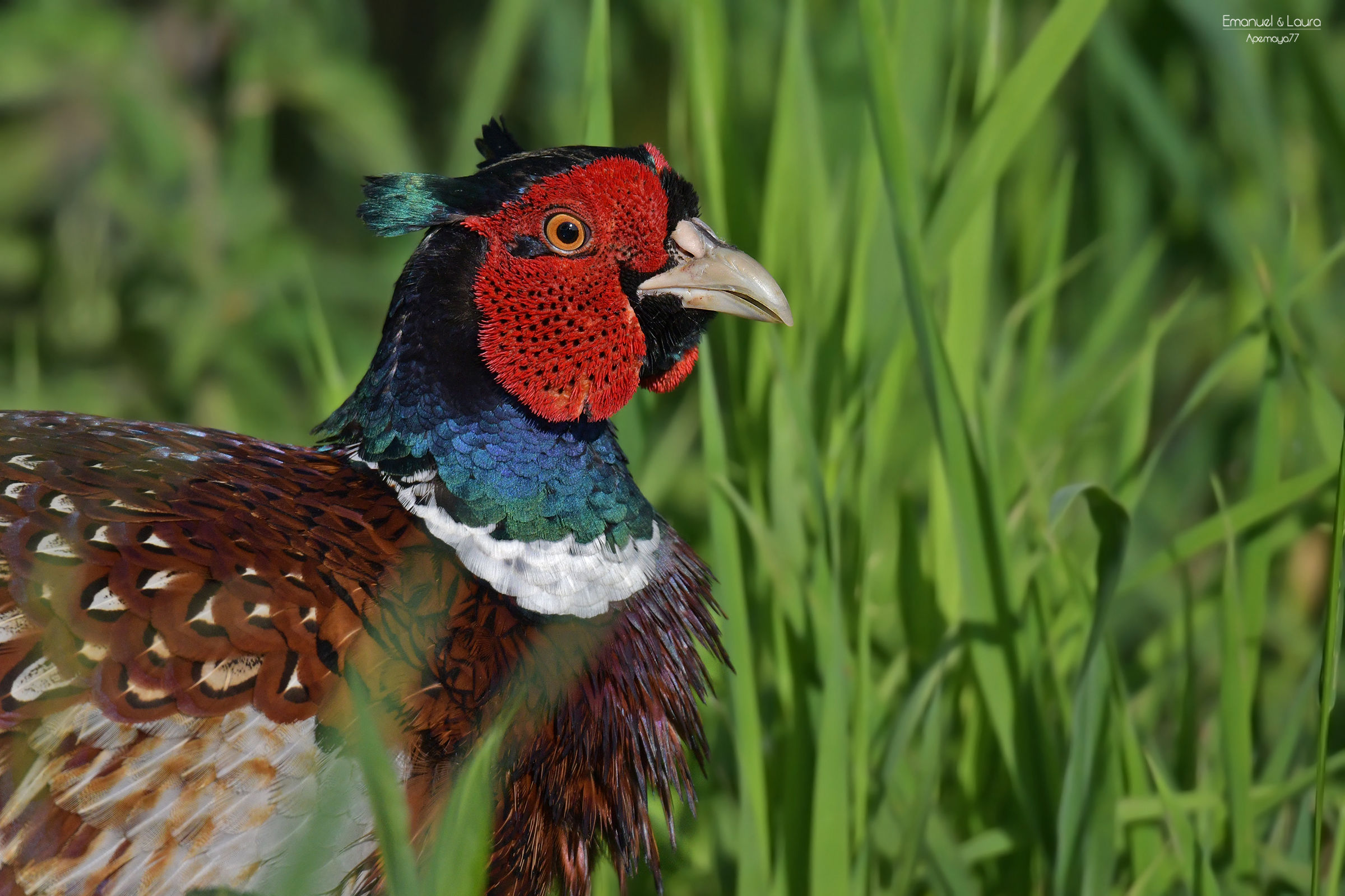 Male pheasant
