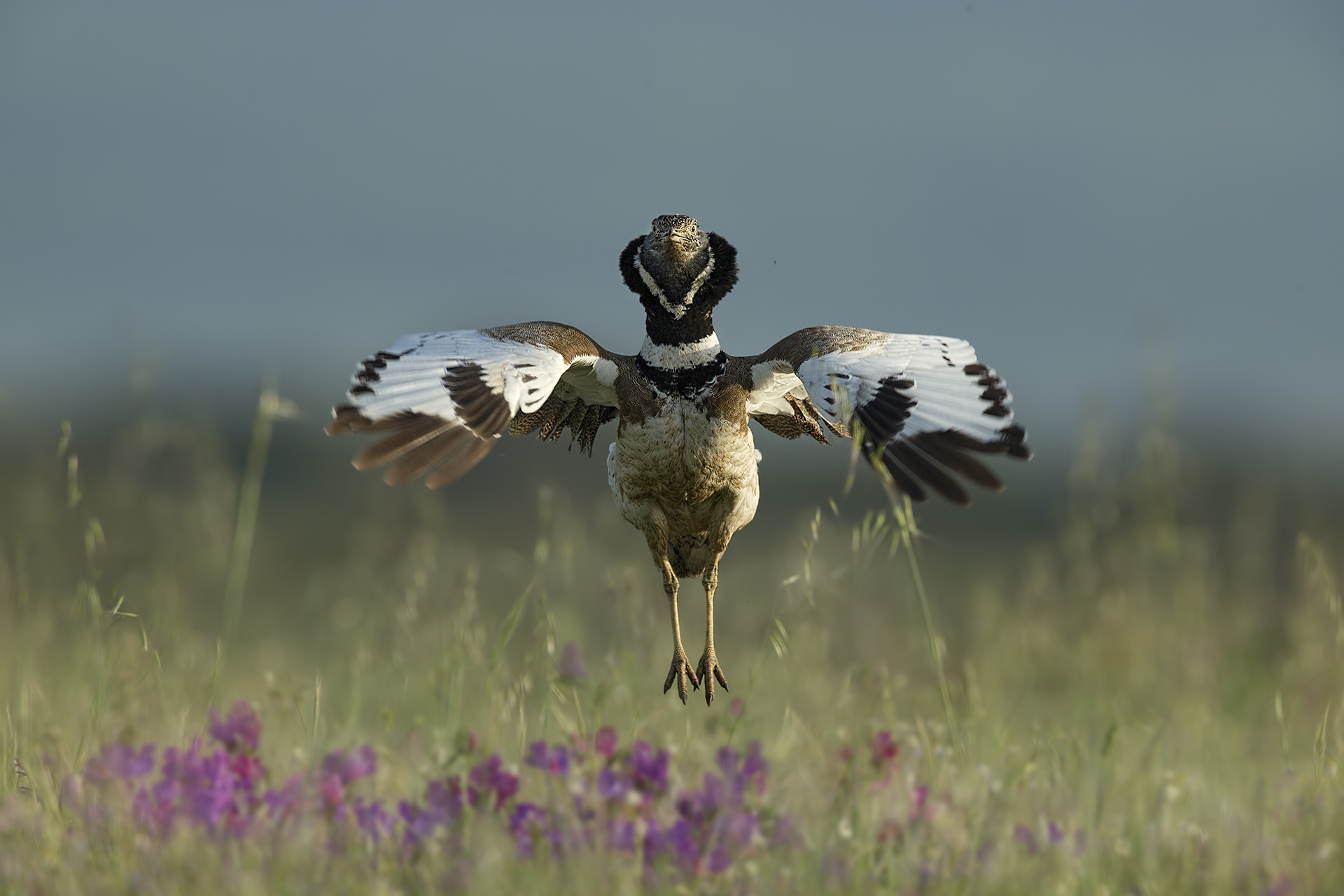 Gallina Prataiola Piana del Coghinas ( Tetrax tetrax)