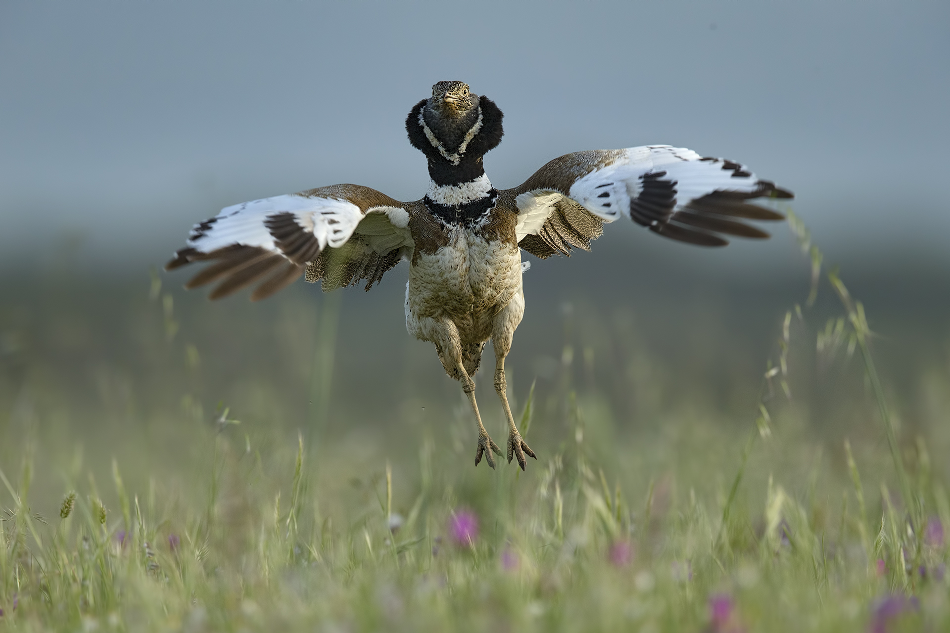 Gallina Prataiola Piana del Coghinas ( Tetrax tetrax)