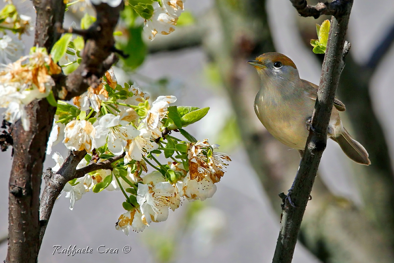 Female Blackcap