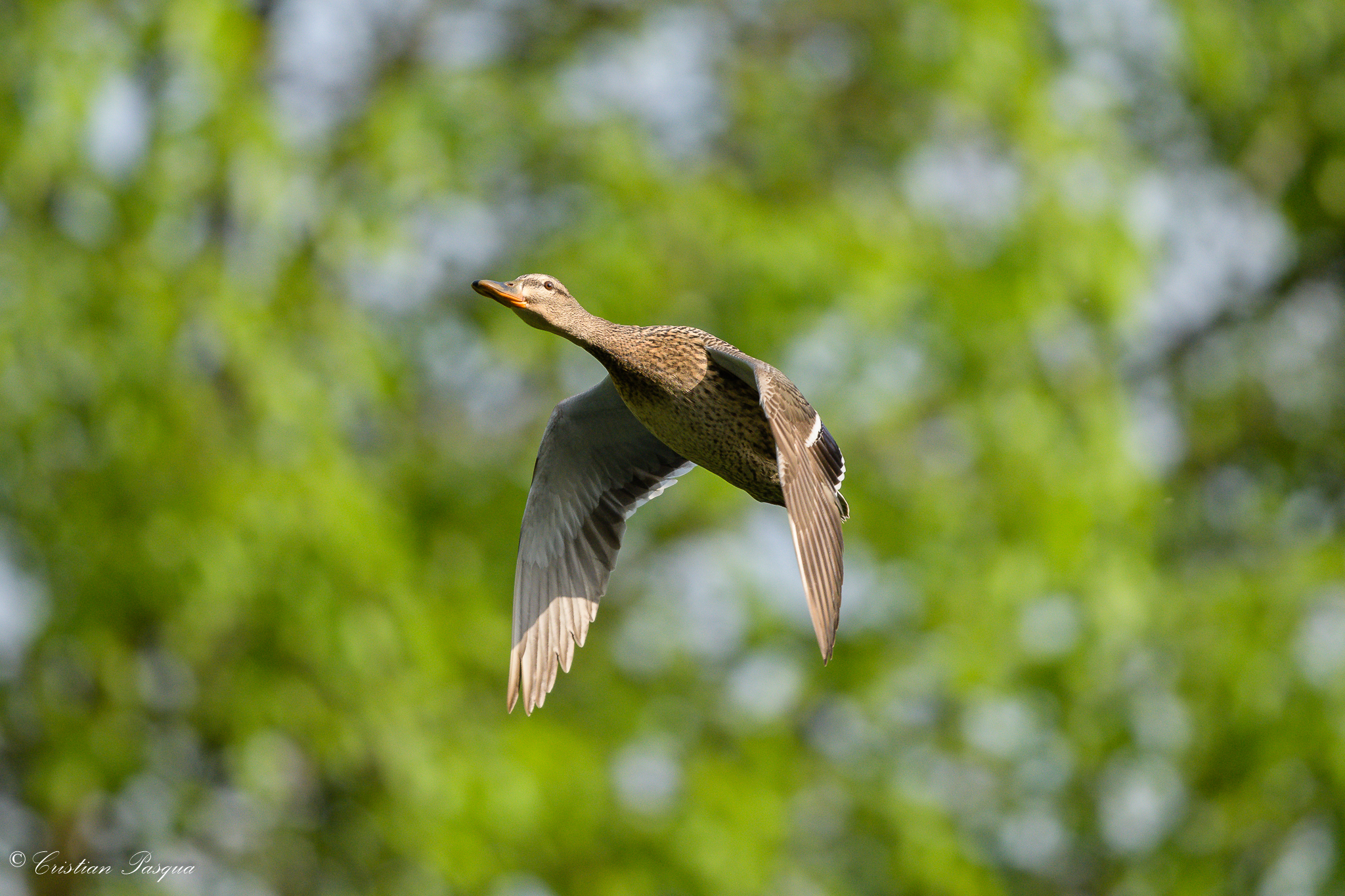 Female Mallard in flight