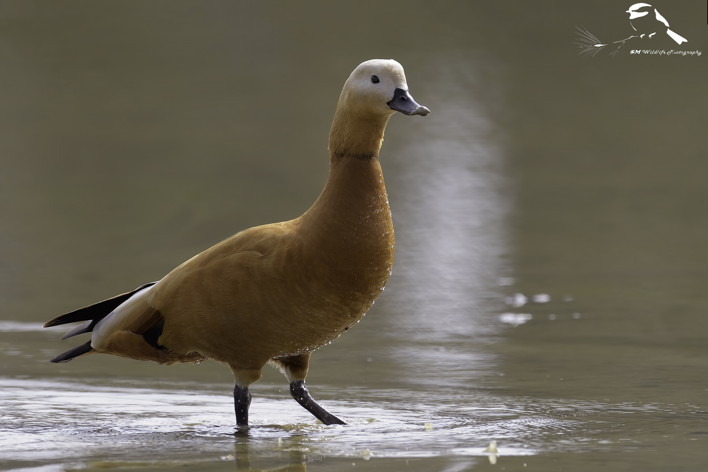 Warm light of evening. In Swamp