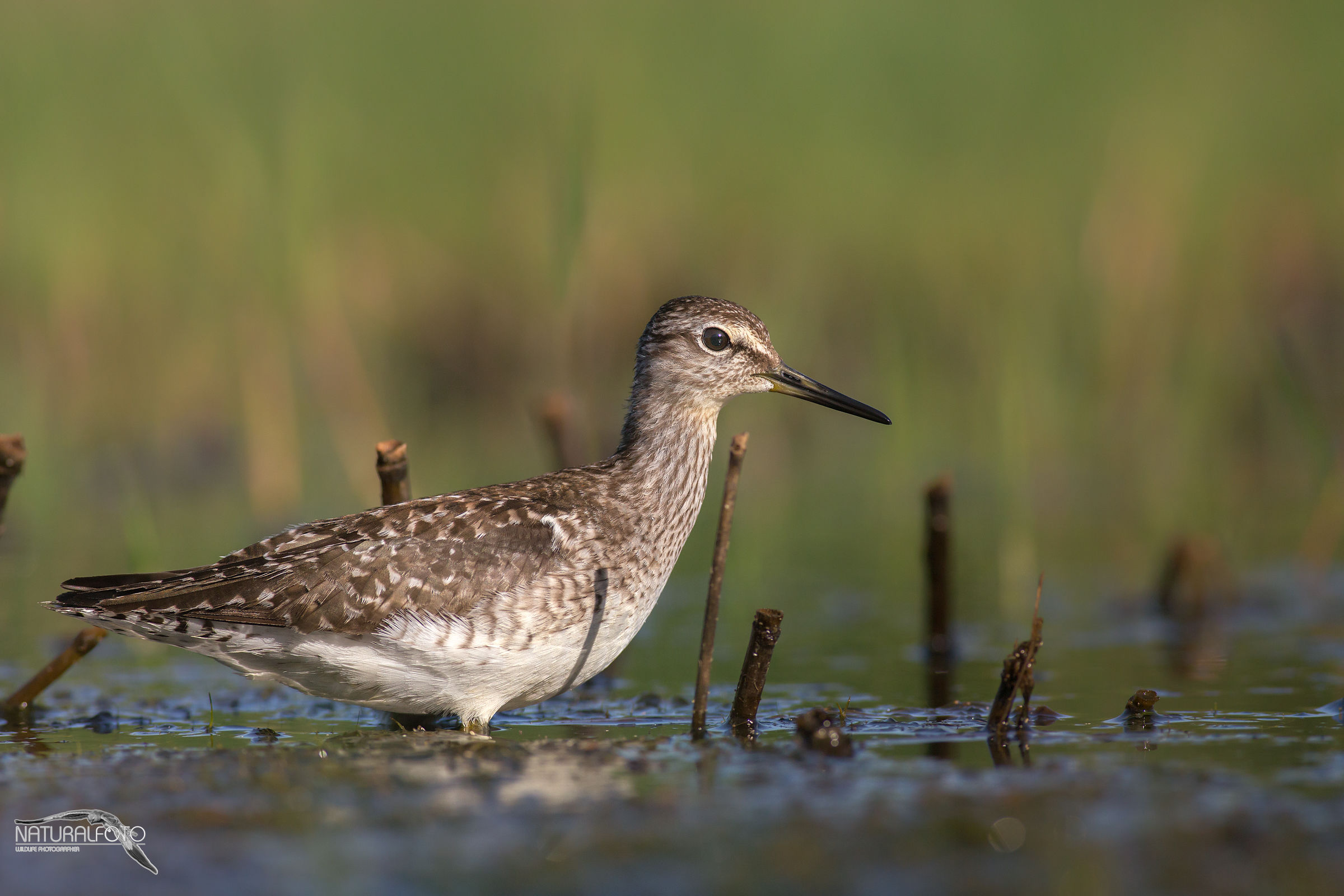 Piro piro - capanno riva 2