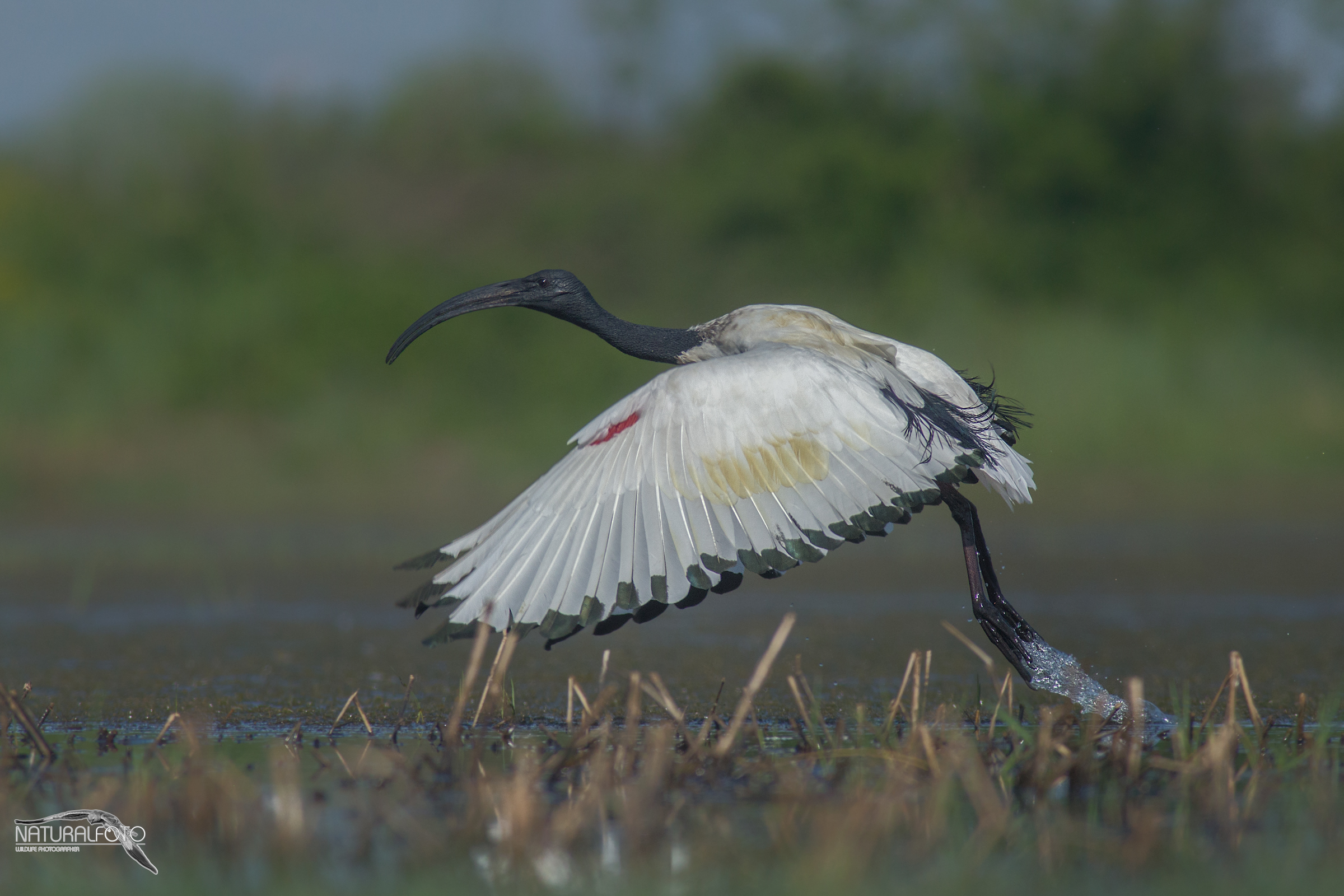 Ibis sacro - capanno riva 2