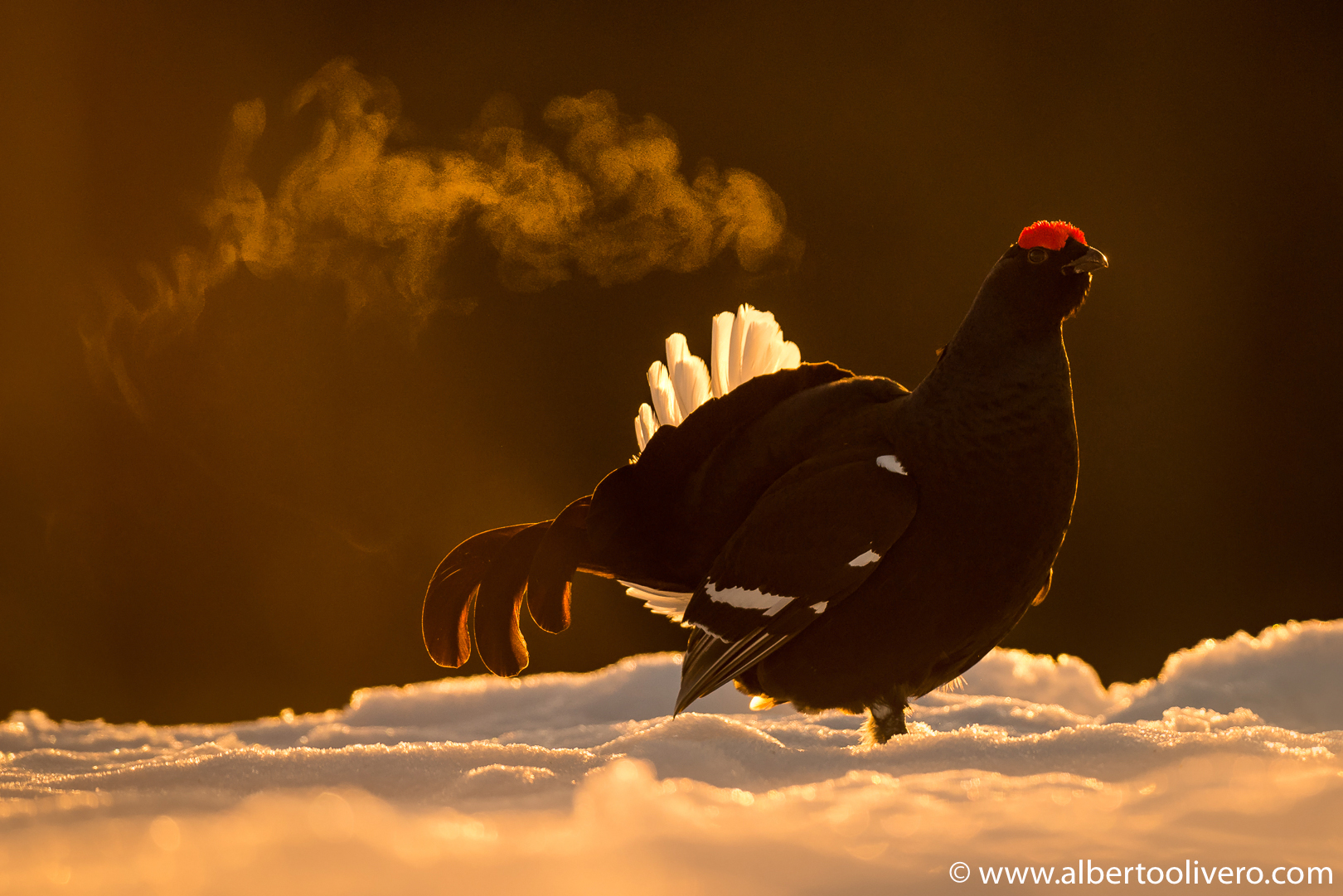 Black grouse