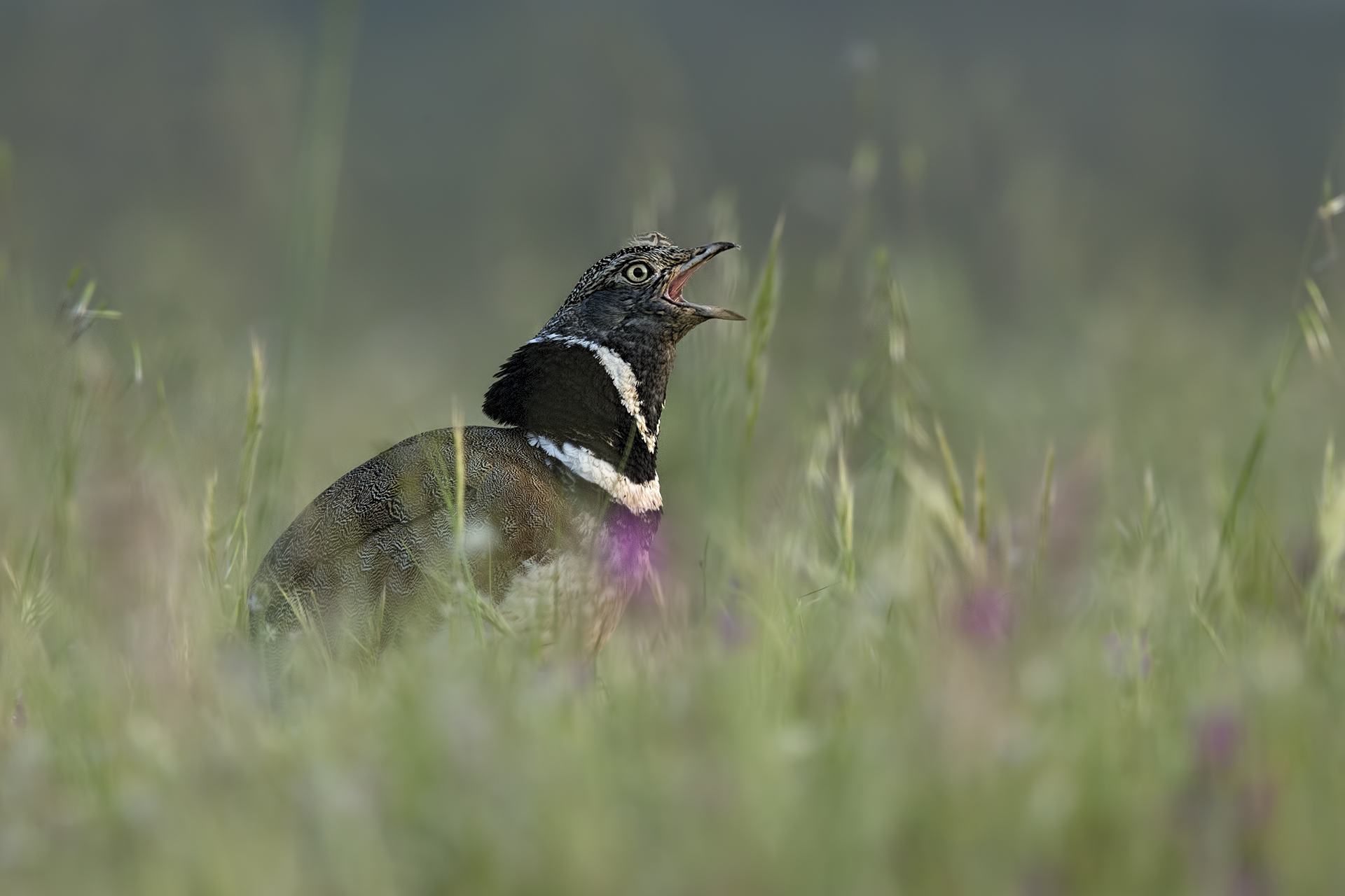 Gallina Prataiola Piana del Coghinas ( Tetrax tetrax)