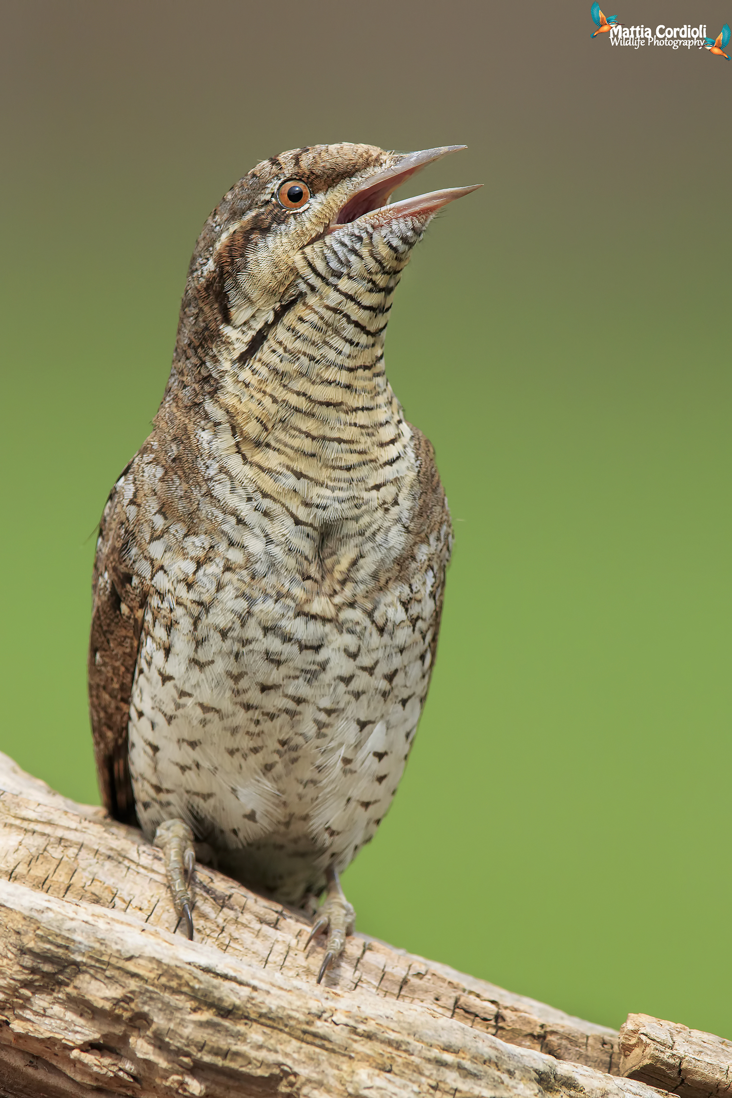 torcicollo in canto...