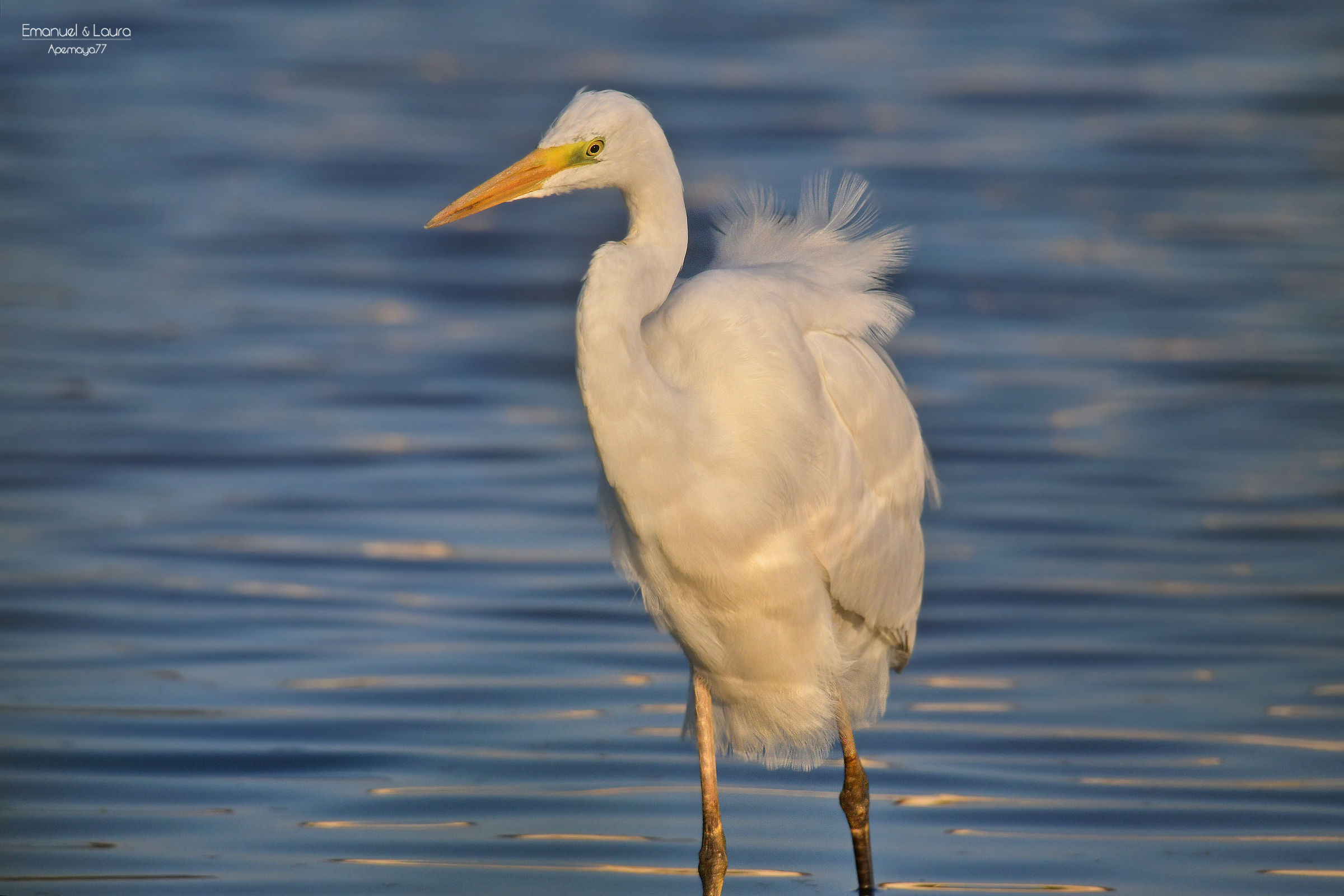 White Heron