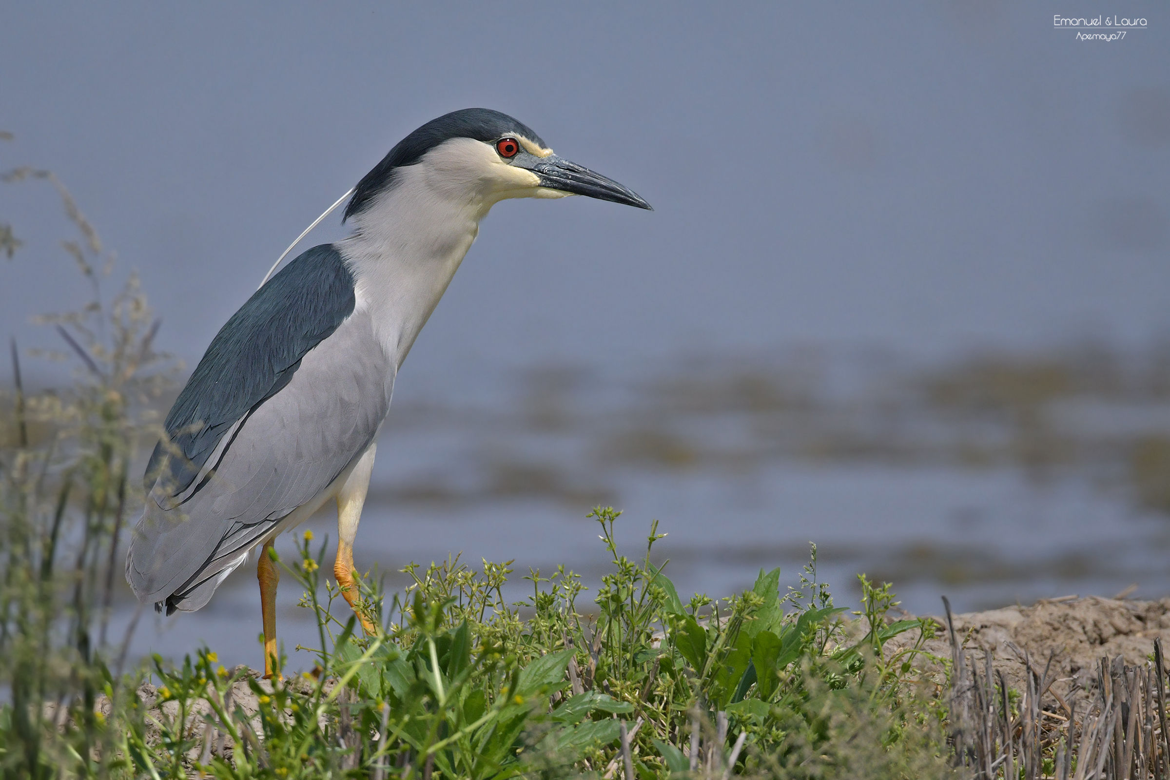 Night heron