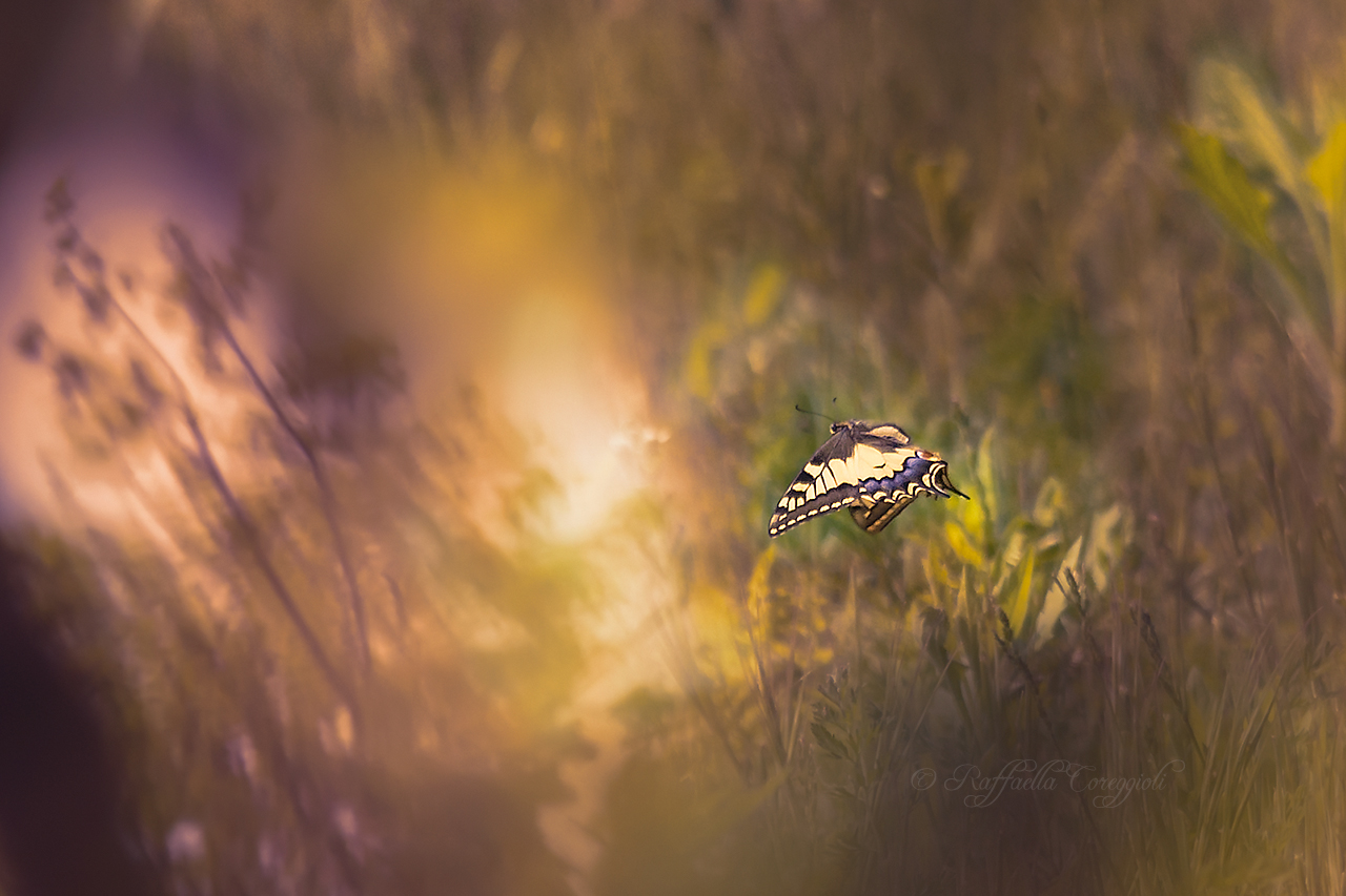 Gentil farfalletta...